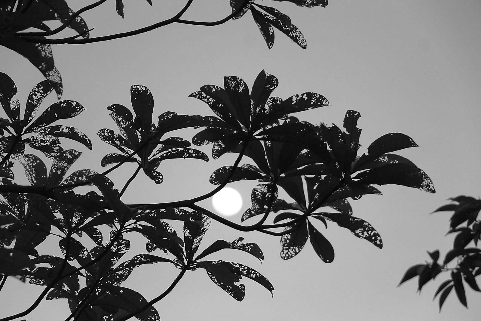 Canon EOS 700D (EOS Rebel T5i / EOS Kiss X7i) sample photo. The mid-autumn festival, homesickness photography