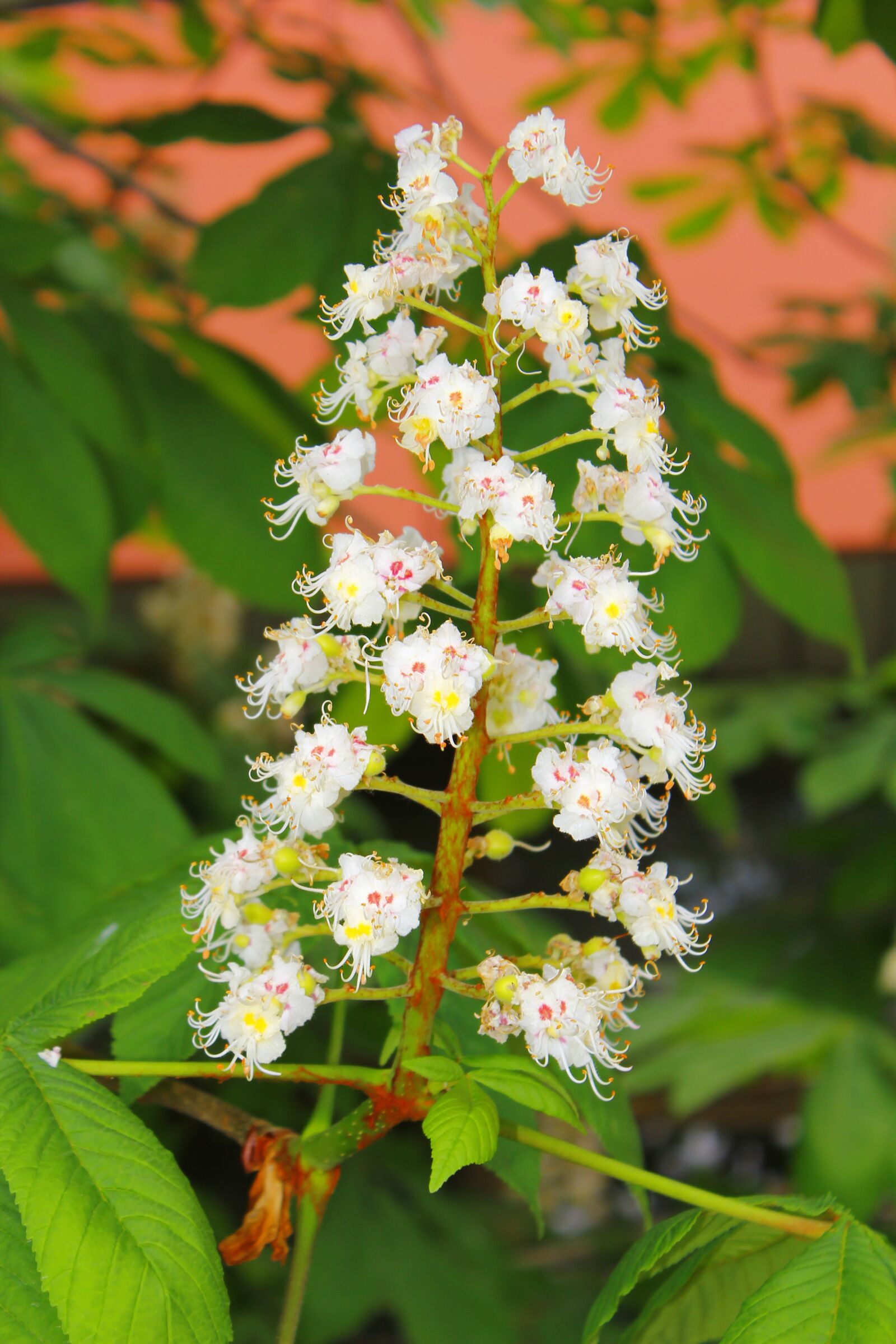 Canon EOS 550D (EOS Rebel T2i / EOS Kiss X4) sample photo. Flower, white, green photography