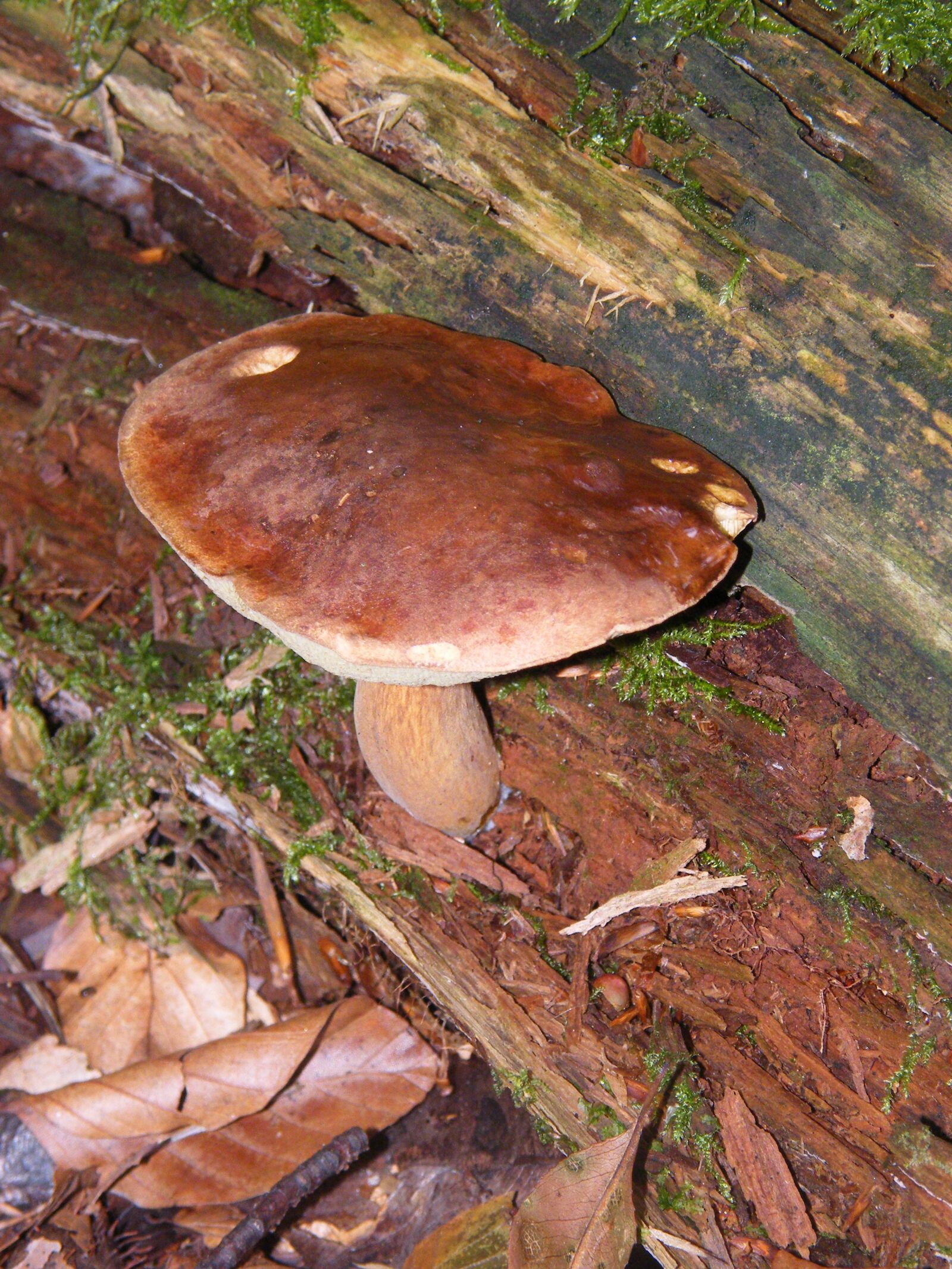 Fujifilm FinePix S8000fd sample photo. Maronere, mushrooms, forest photography