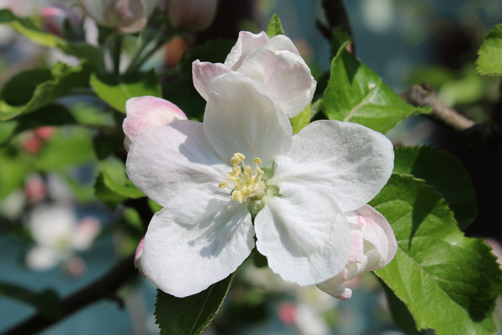 Canon EOS 2000D (EOS Rebel T7 / EOS Kiss X90 / EOS 1500D) sample photo. Apple tree, spring, blossom photography