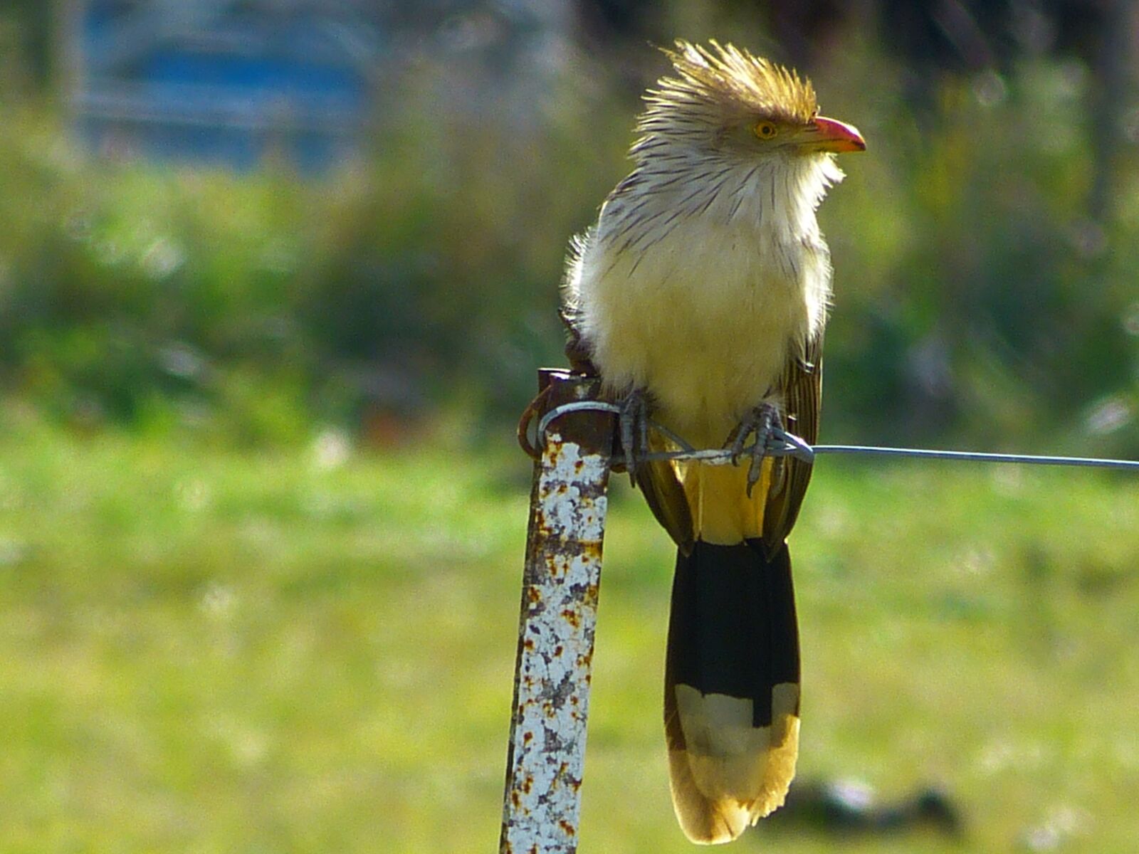 Panasonic Lumix DMC-FZ150 sample photo. Ave, peak, bird photography