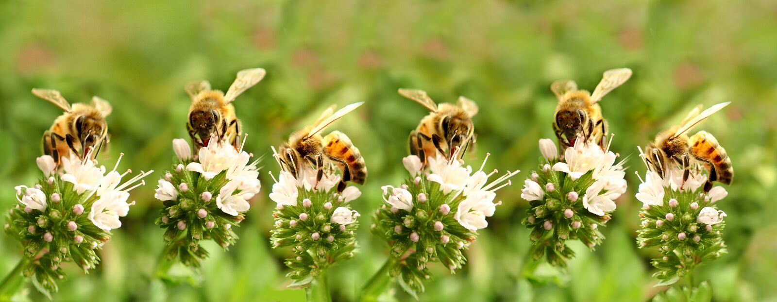 Olympus TG-5 sample photo. Bees, insects, pollen photography