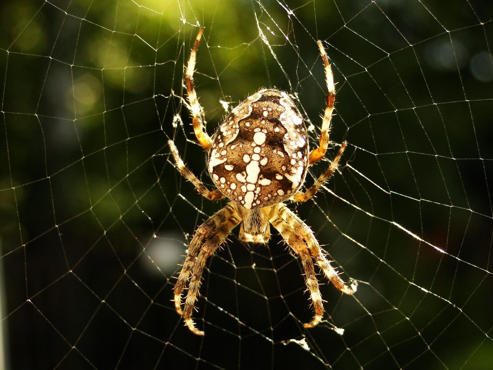 Sony Cyber-shot DSC-HX1 sample photo. Spider, spider's web, arachnid photography