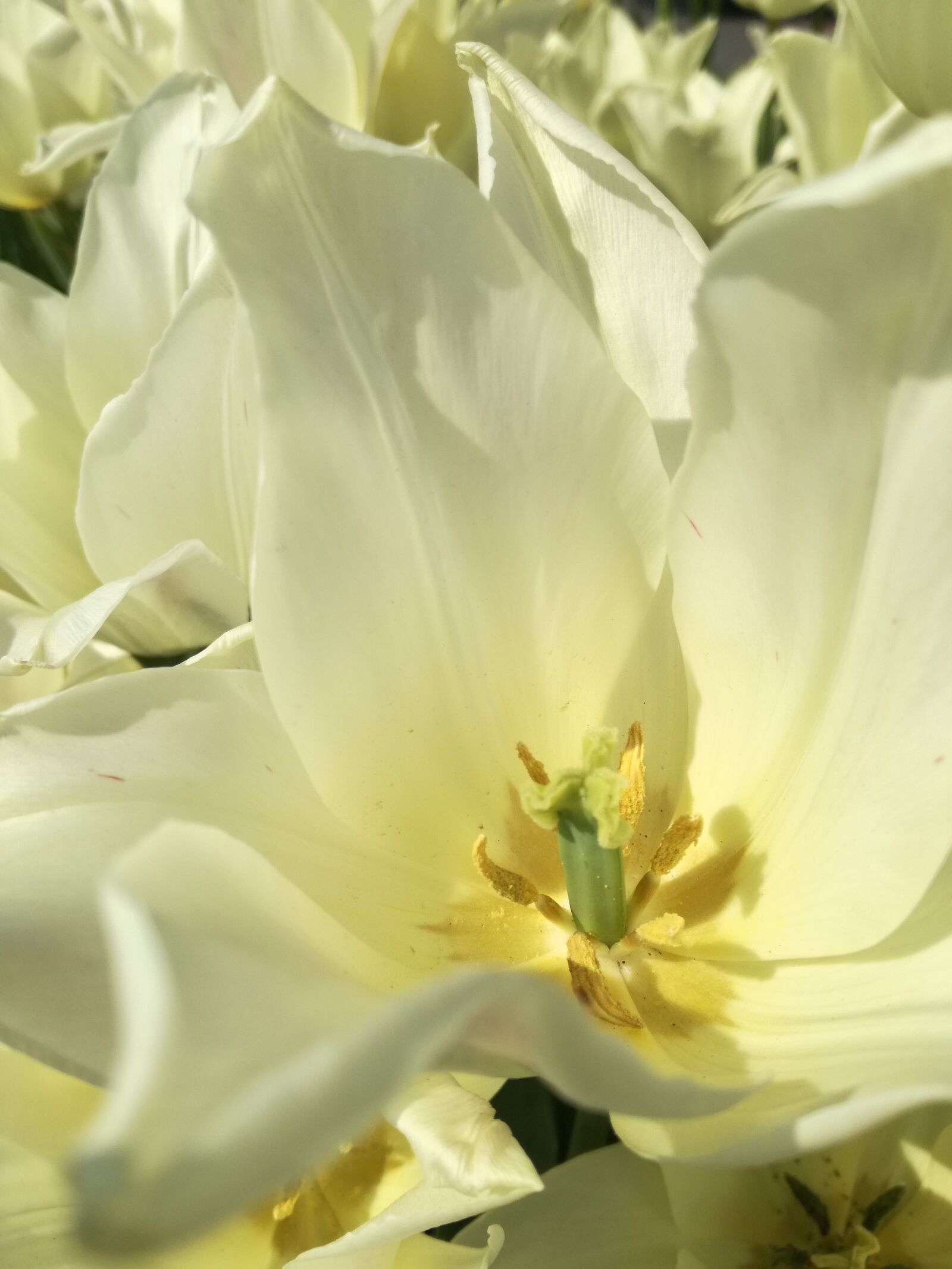 HUAWEI P9 LITE sample photo. Tulips, summer photography