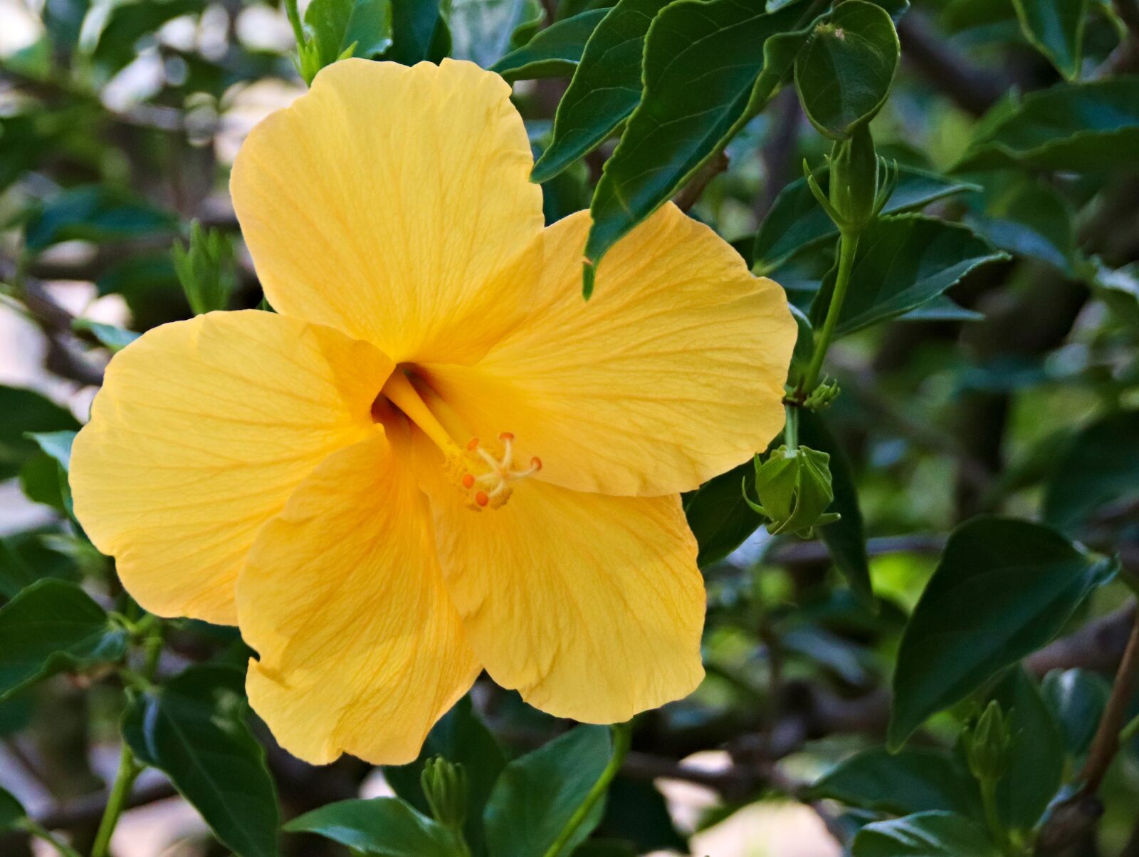 Canon EOS 77D (EOS 9000D / EOS 770D) sample photo. Hibiscus, yellow, flower photography