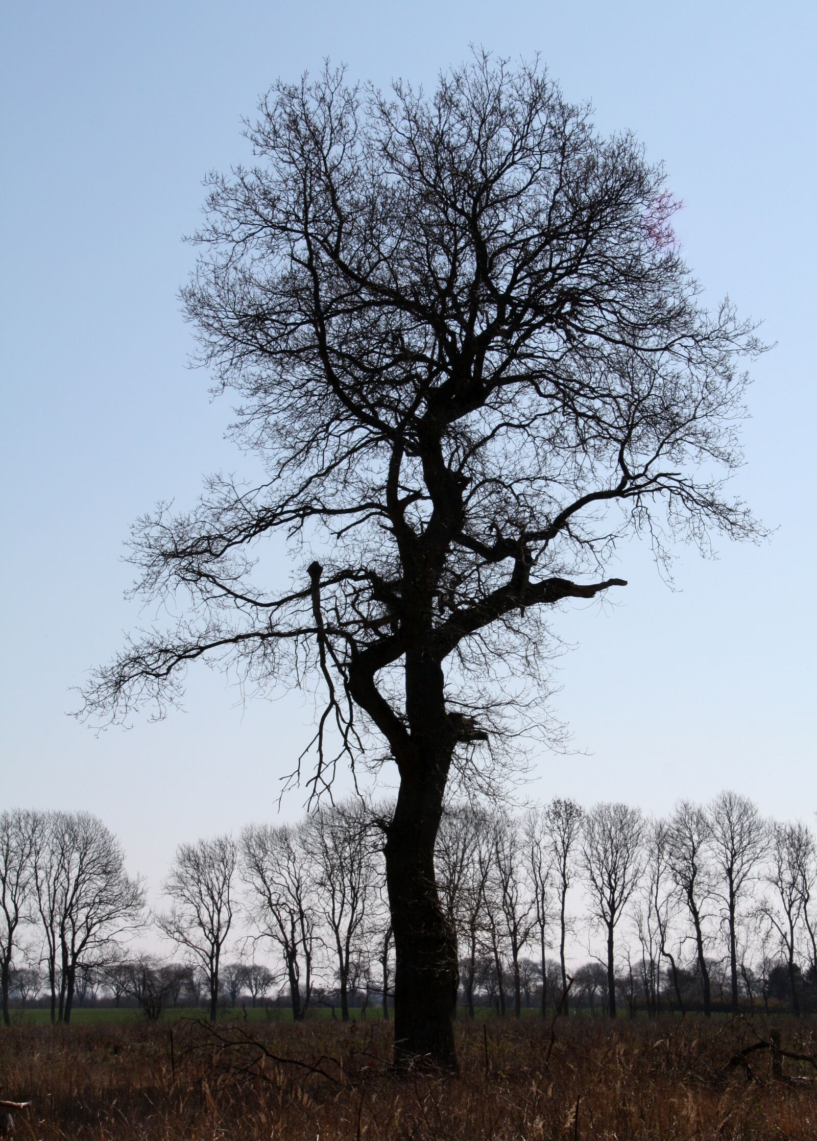 Canon EOS 450D (EOS Rebel XSi / EOS Kiss X2) sample photo. Vemmetofte, park, oak tree photography