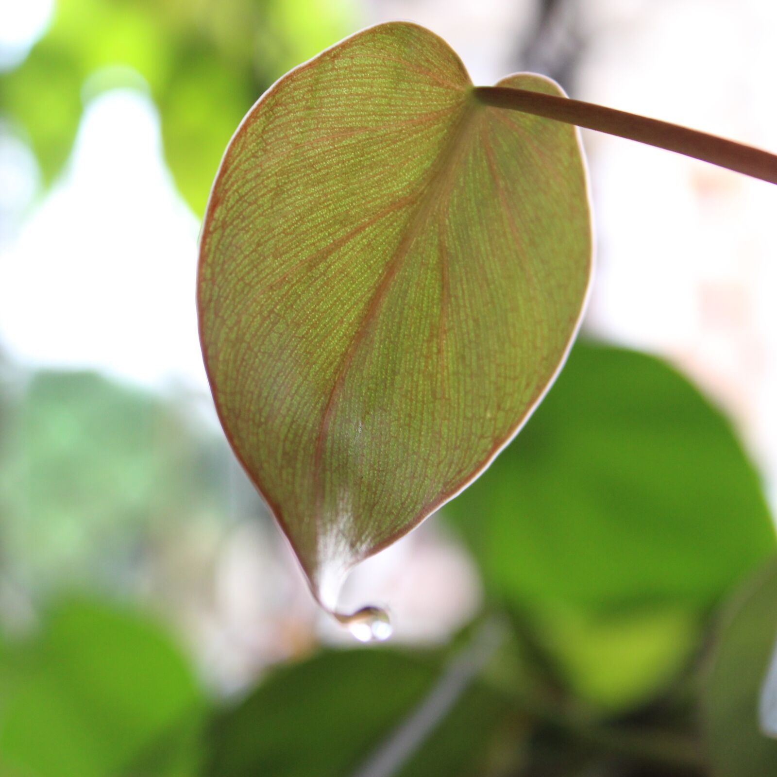 Canon EOS 700D (EOS Rebel T5i / EOS Kiss X7i) sample photo. Leaf, sunlight, leaves photography