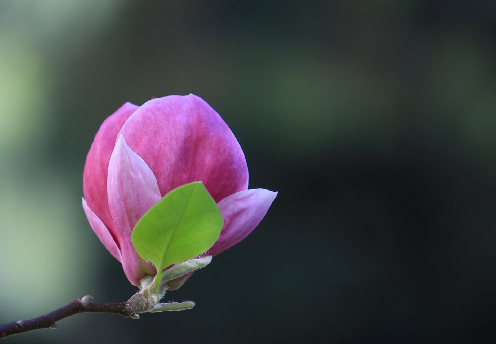 Canon EF-S 55-250mm F4-5.6 IS STM sample photo. Blossom, plant, magnolia photography