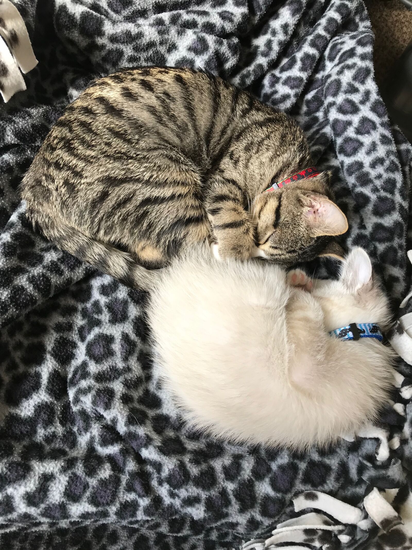 iPhone 7 back camera 3.99mm f/1.8 sample photo. Kittens, kitten, pet photography
