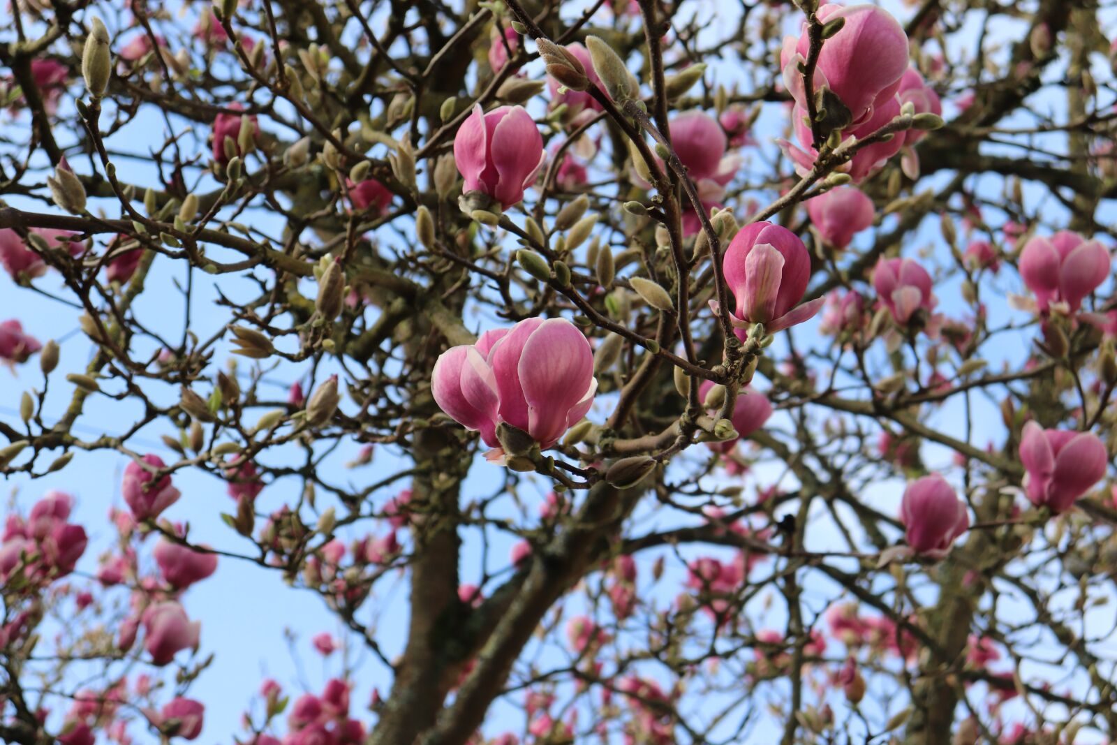 Canon EOS 77D (EOS 9000D / EOS 770D) sample photo. Flower, spring, tree photography