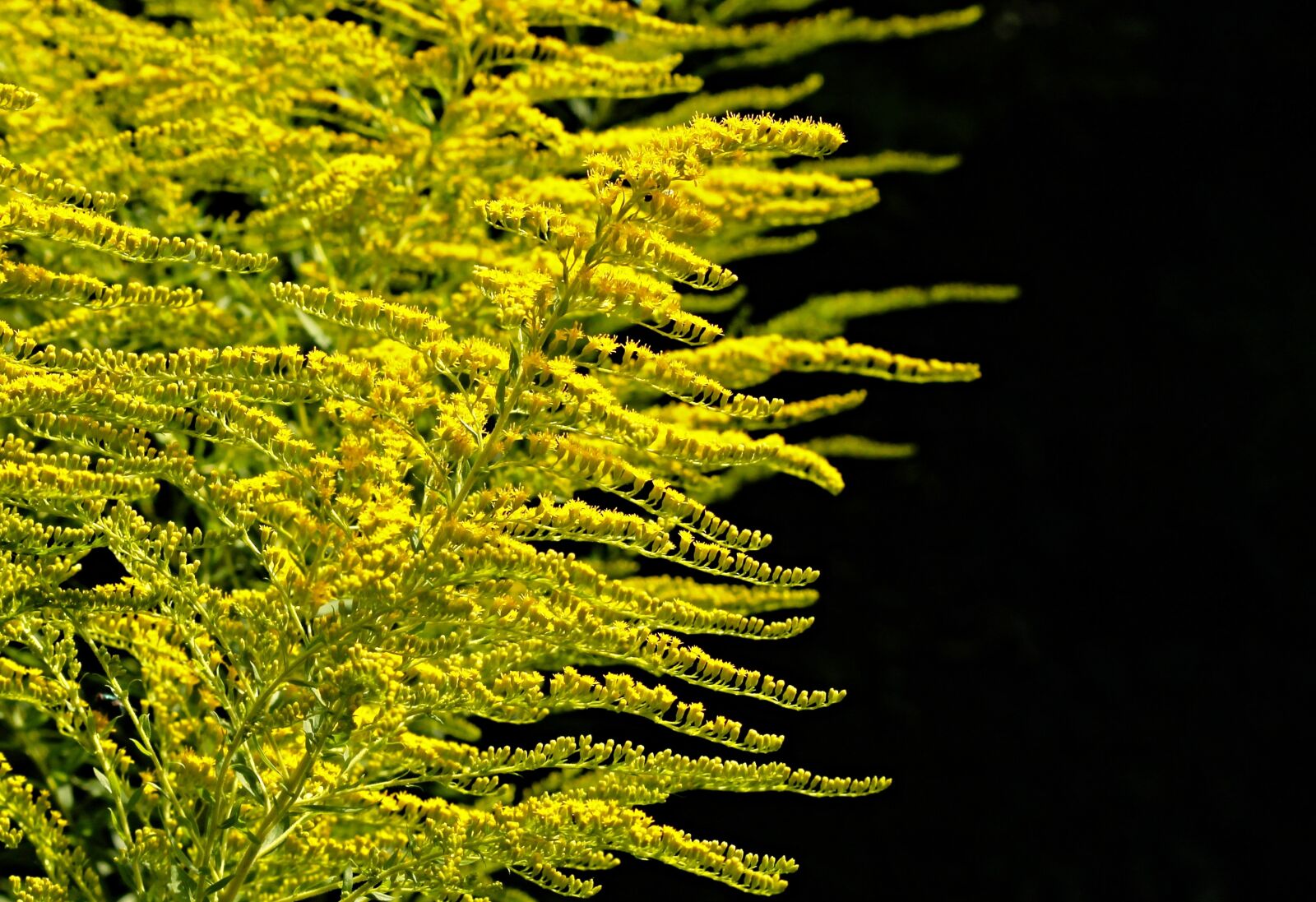 Canon EOS 1100D (EOS Rebel T3 / EOS Kiss X50) sample photo. Golden rod, gold diamond photography