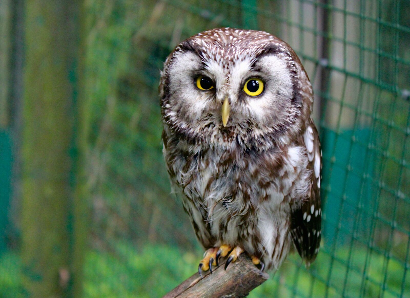 Canon EOS 550D (EOS Rebel T2i / EOS Kiss X4) sample photo. Owl, tawny owl, bird photography