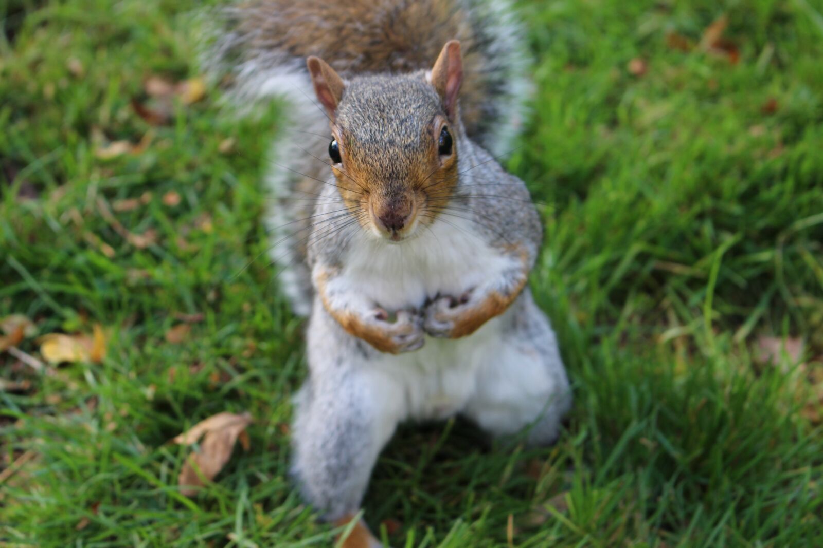Canon EOS 700D (EOS Rebel T5i / EOS Kiss X7i) sample photo. Squirrel, edinburgh, botanic garden photography
