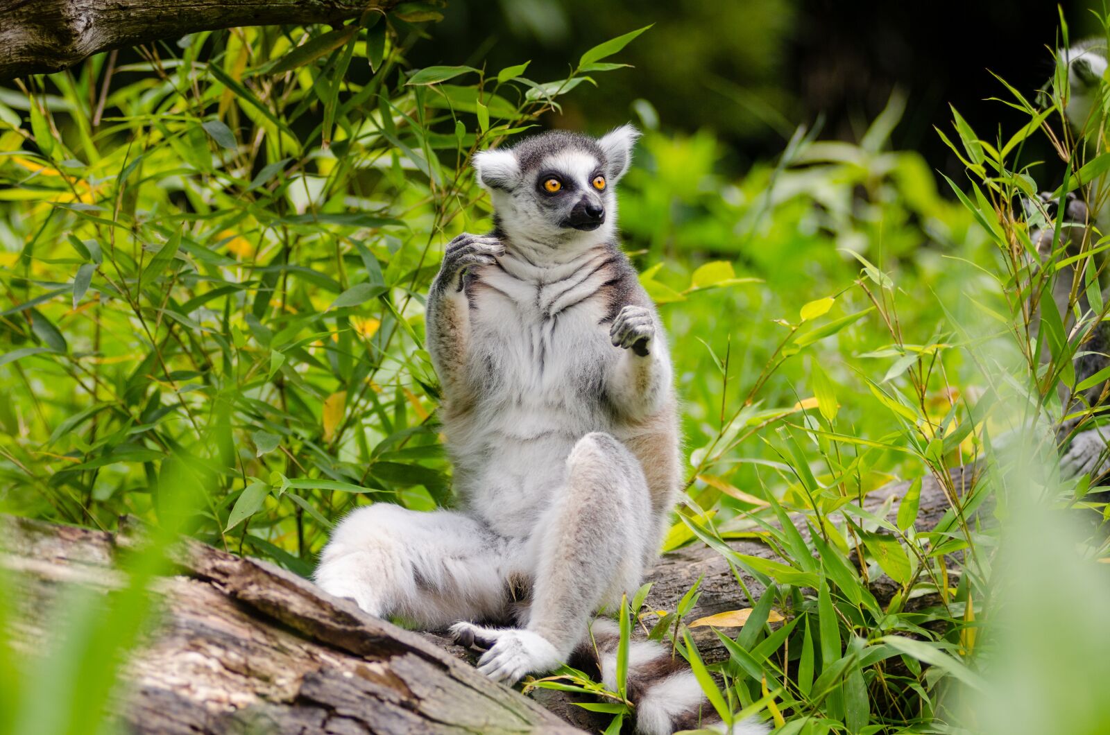 Nikon D7000 sample photo. Animal, cute, fur photography