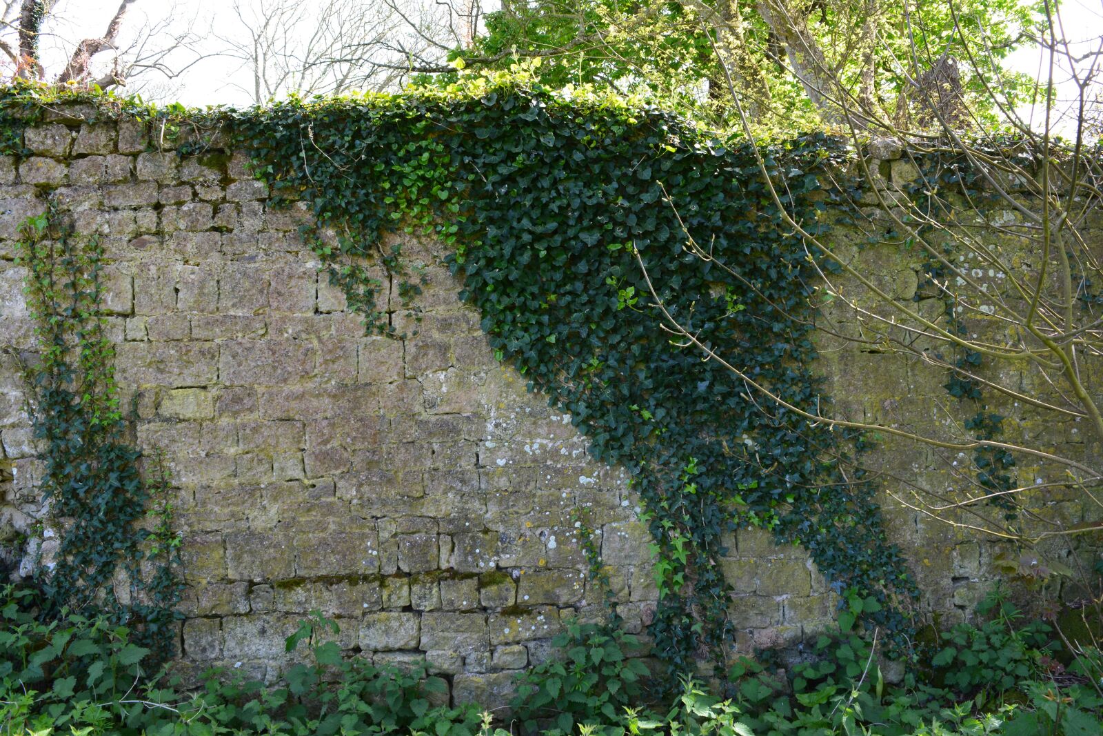 Nikon D5200 sample photo. Wall, vine, old photography