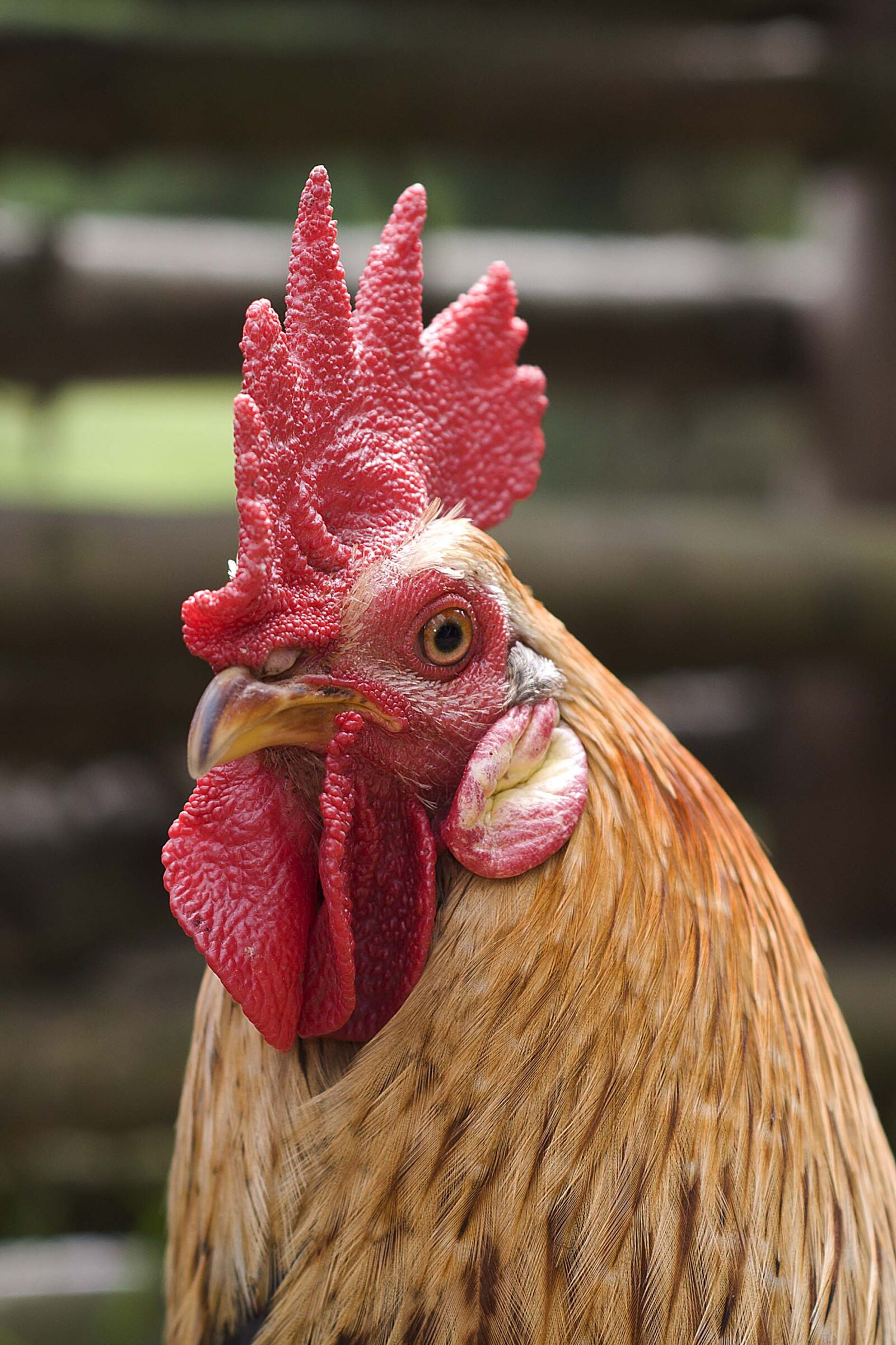 Nikon D90 sample photo. Rooster, mohawk hairstyle, bird photography