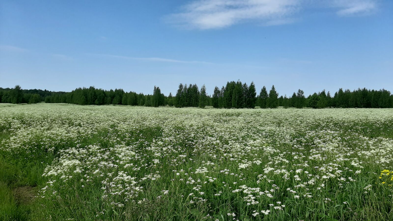Samsung Galaxy A50 sample photo. Sky, field, landscape photography