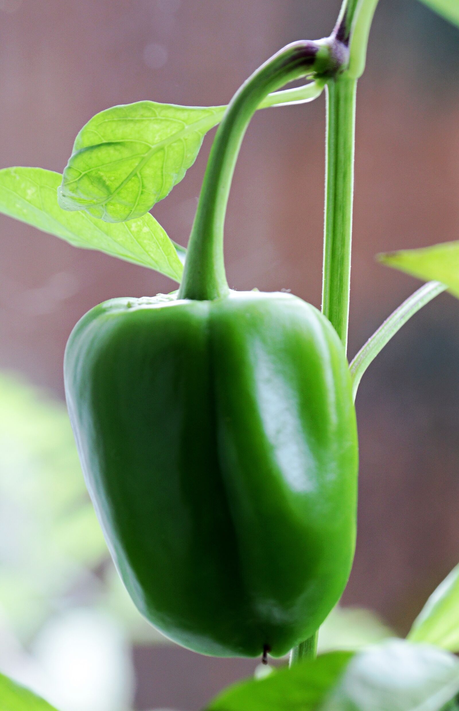 Canon EF-S 55-250mm F4-5.6 IS STM sample photo. Bell pepper, green, capsicum photography