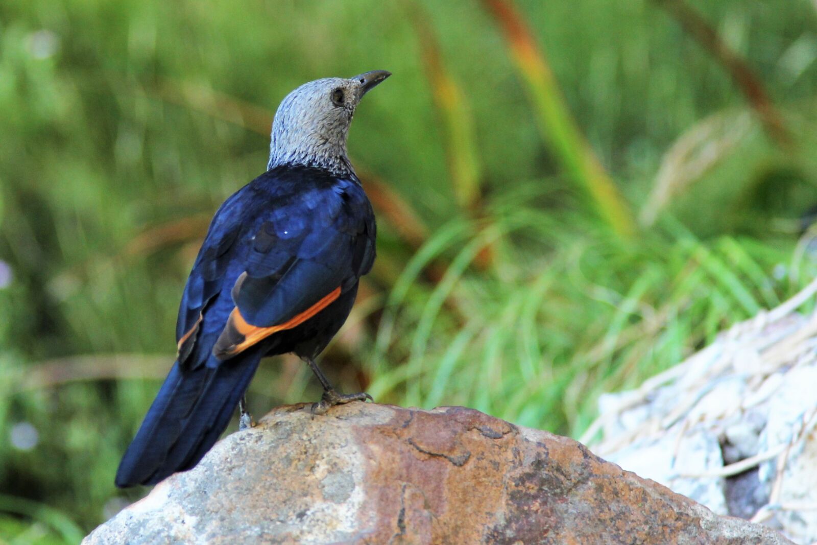 Canon EOS 60D sample photo. Red-winged starling, table mountain photography