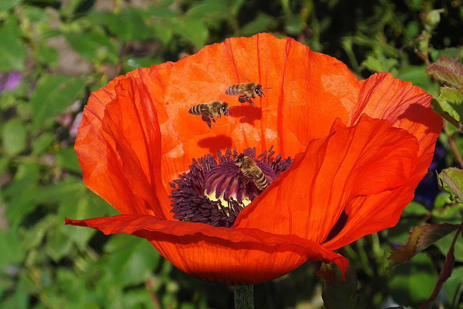 Samsung WB750 sample photo. Poppy, flower, red photography