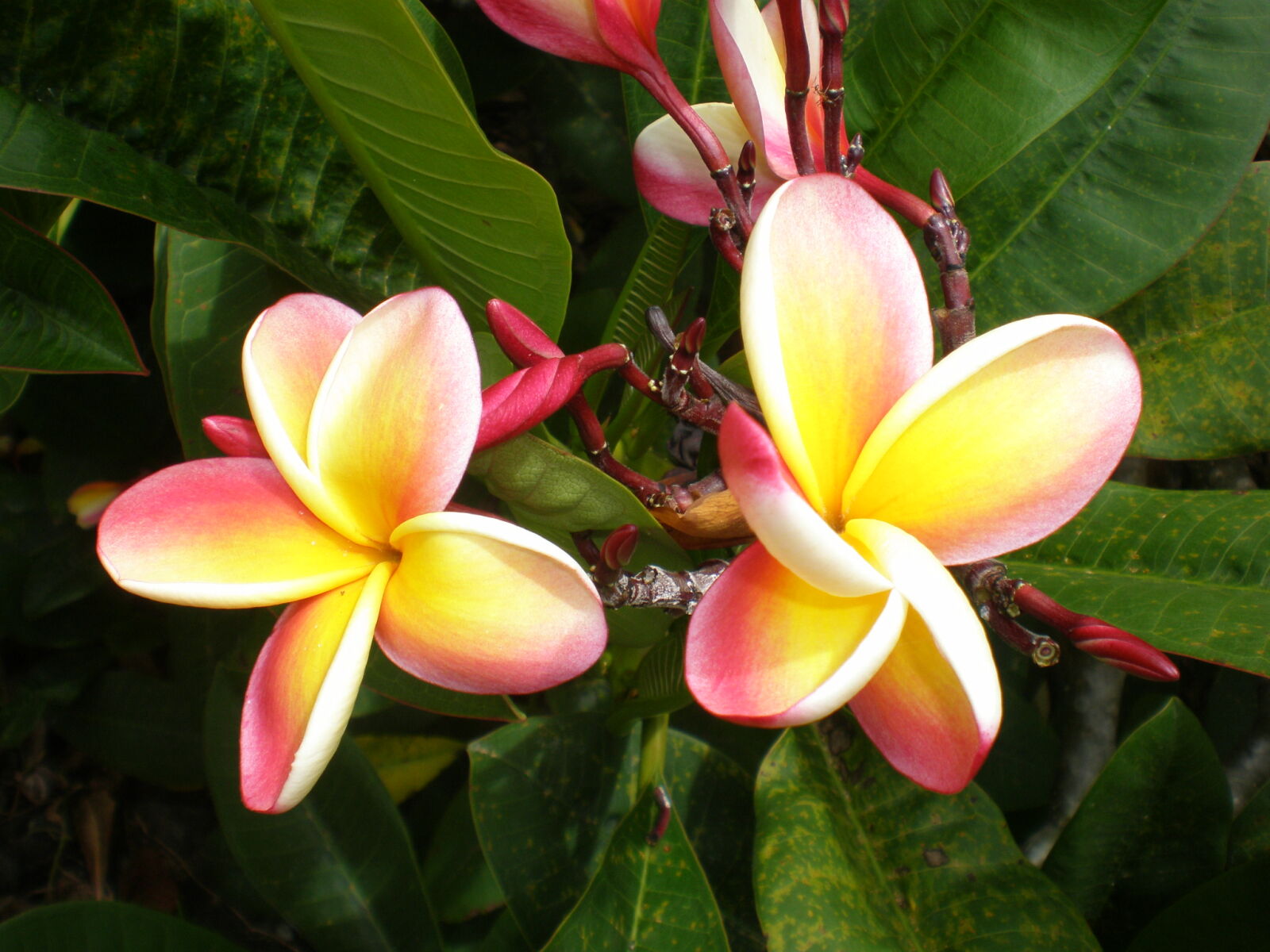 Olympus FE230/X790 sample photo. Hawaii, maui, pink, yellow photography