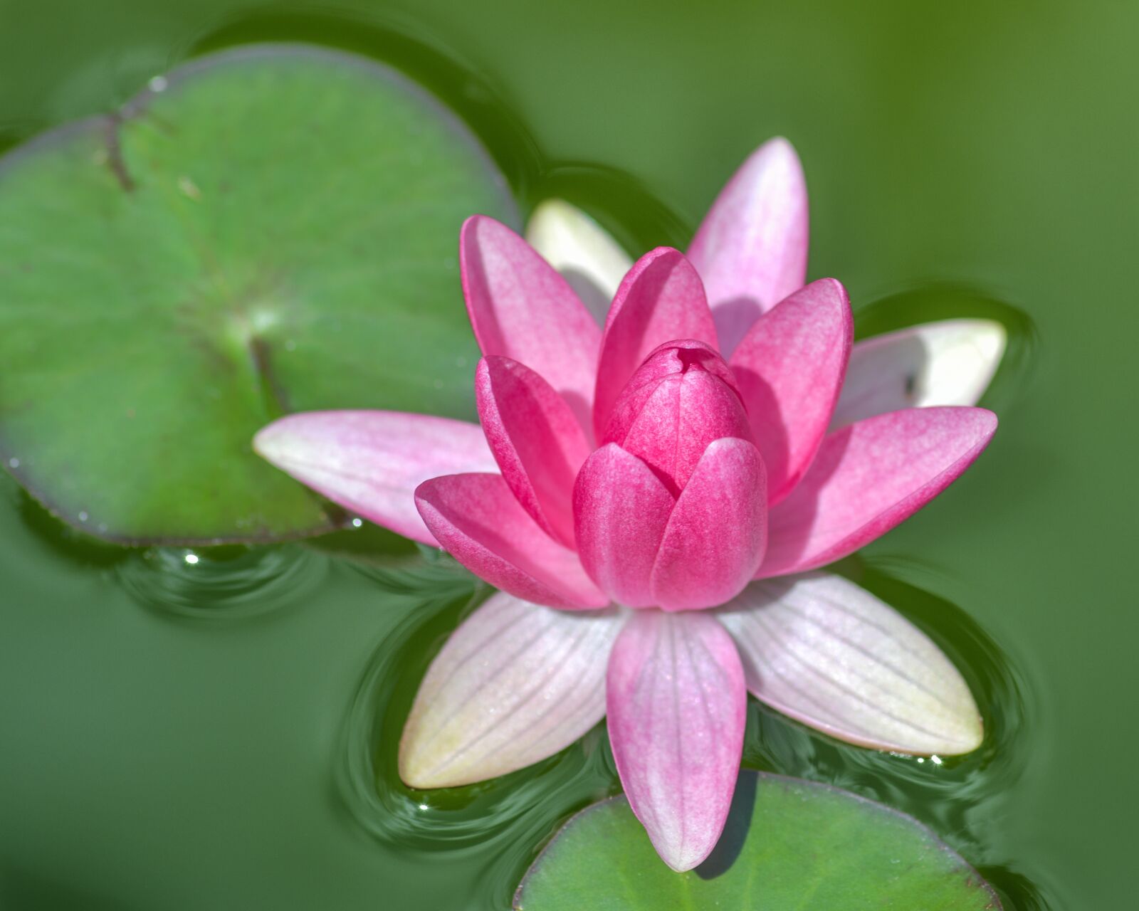 Tokina AT-X Pro 100mm F2.8 Macro sample photo. Water lily, flower, leaf photography