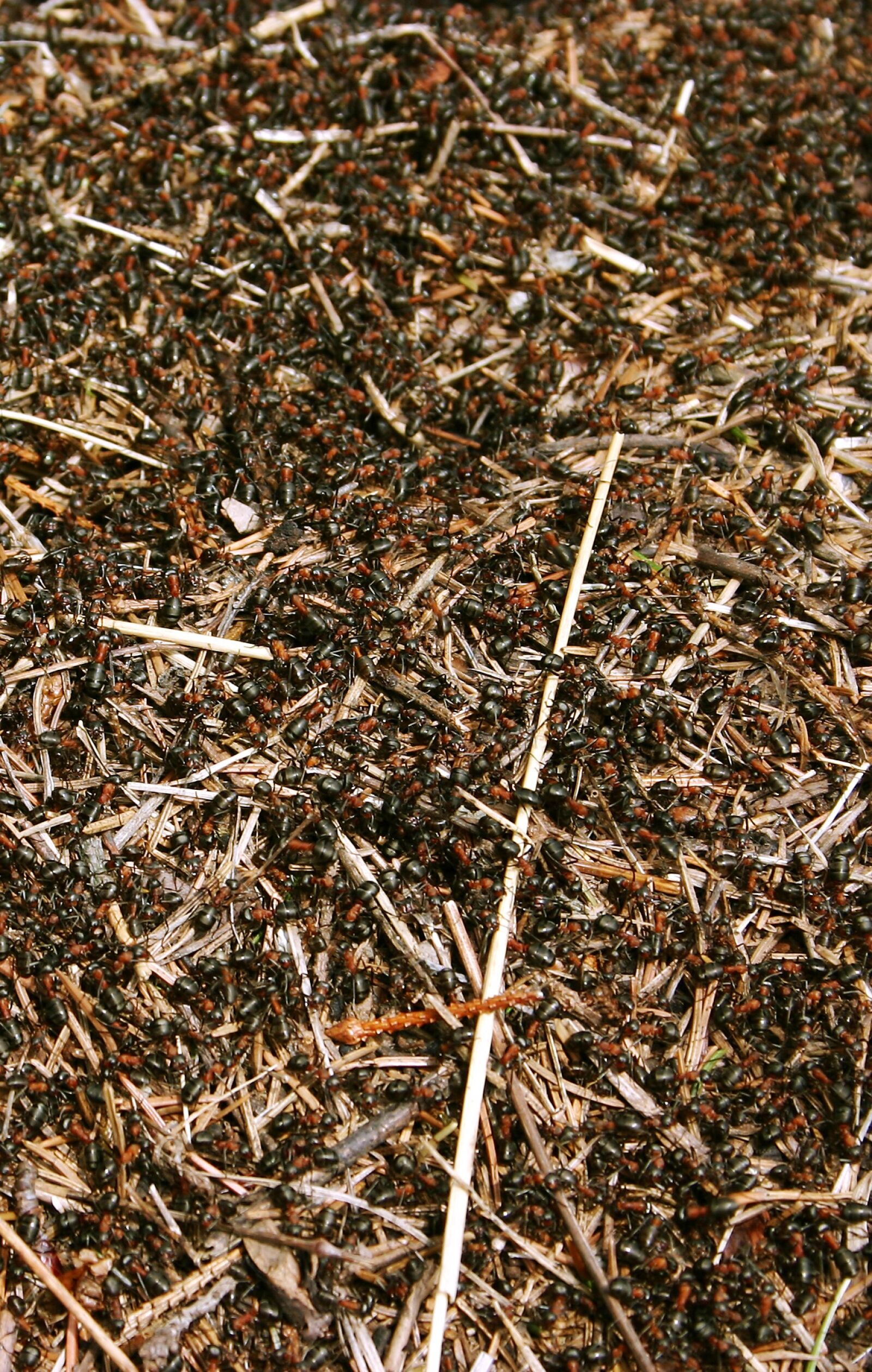 Canon EOS 300D (EOS Digital Rebel / EOS Kiss Digital) sample photo. Red, forest ants, anthill photography