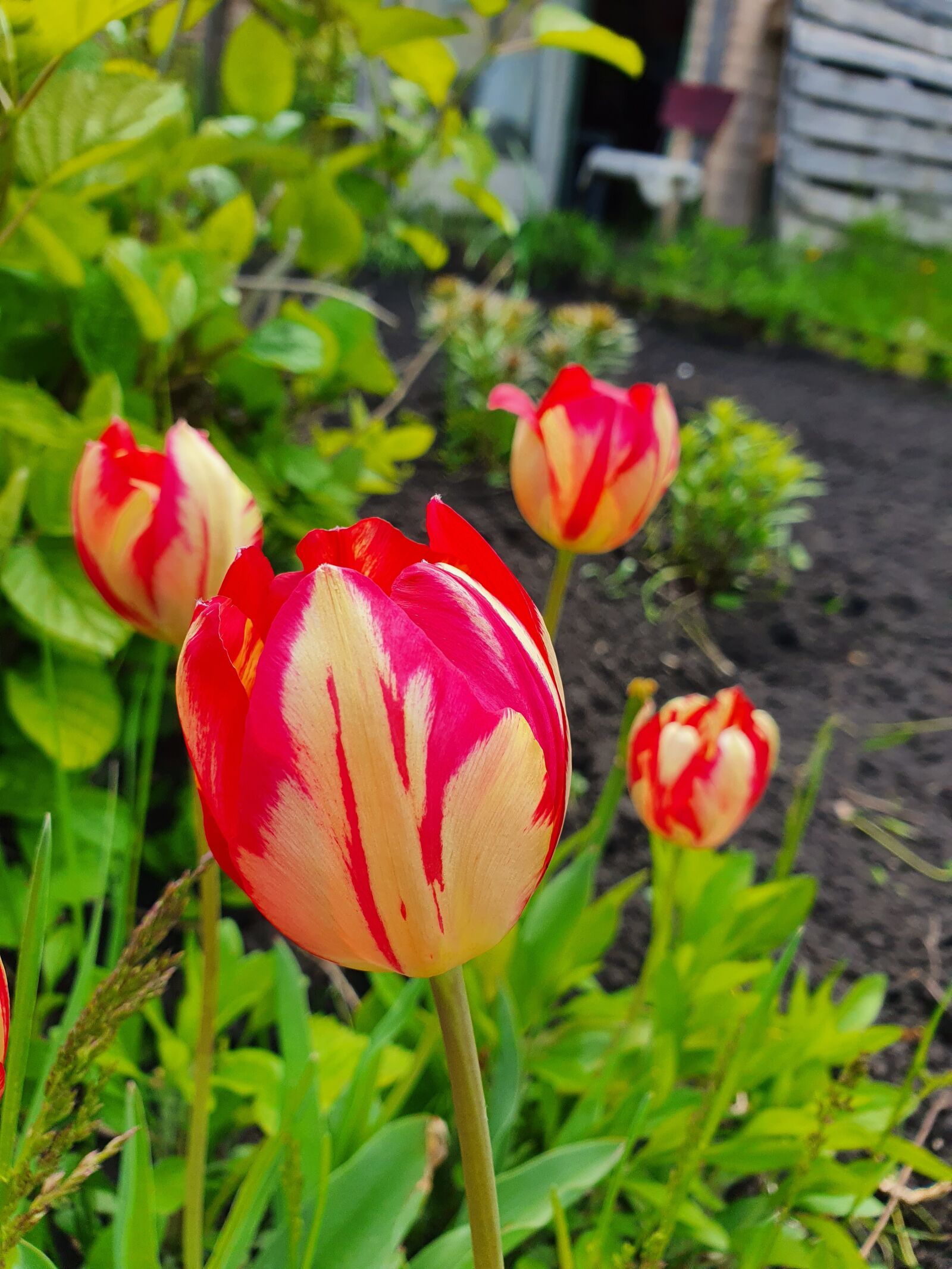 Samsung Galaxy S10 sample photo. Tulips, bouquet, flower photography