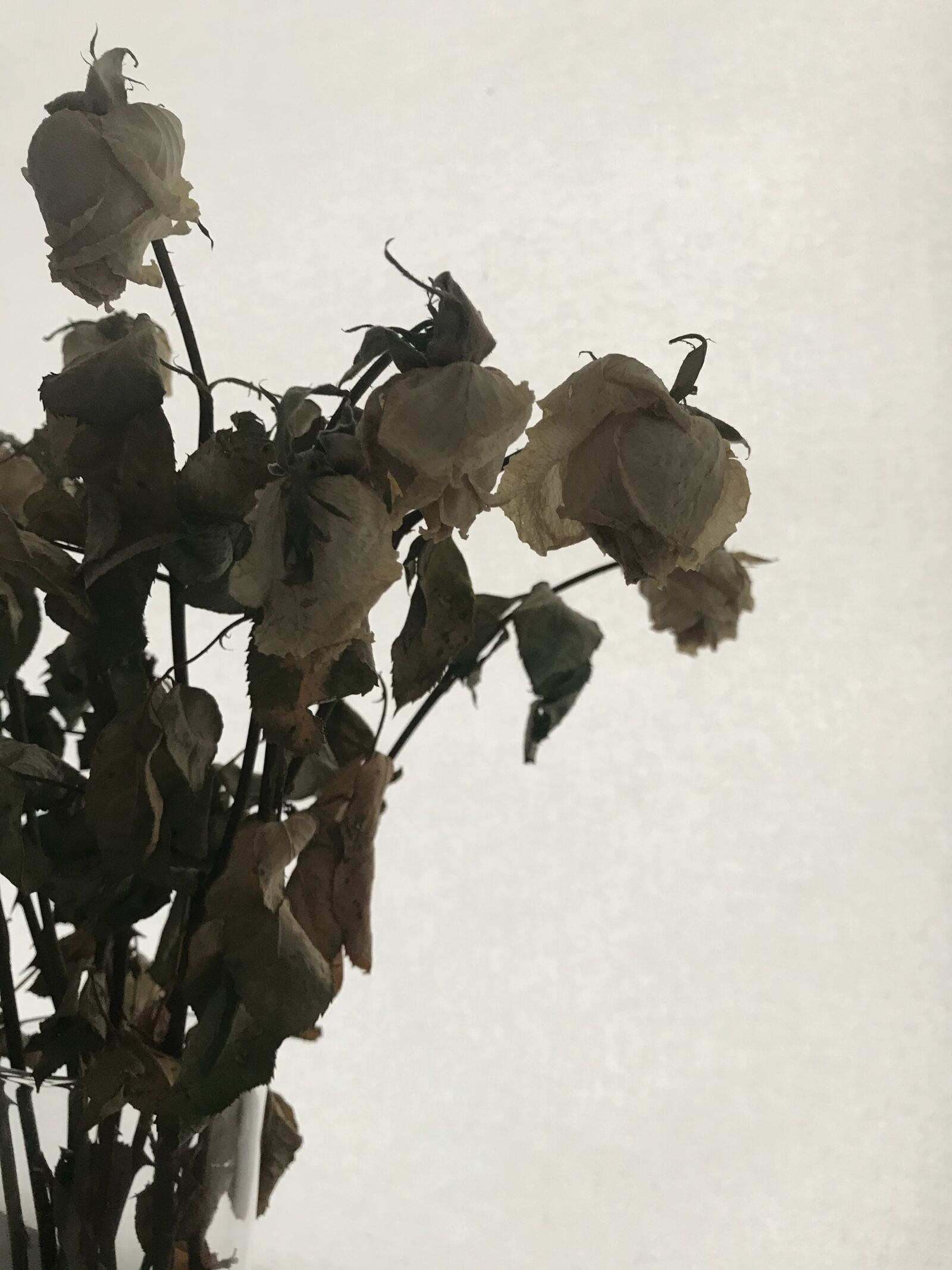 iPhone 7 back camera 3.99mm f/1.8 sample photo. Dry roses, flower, flowers photography