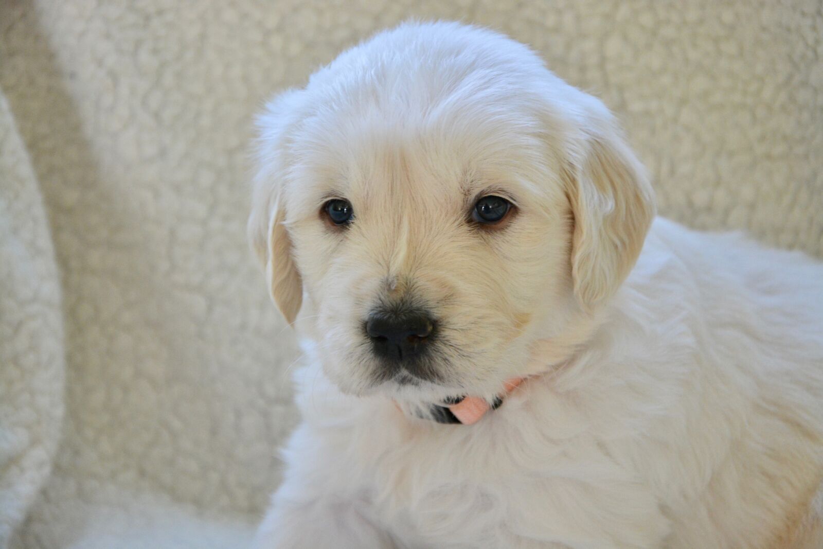 Nikon D5200 sample photo. Puppy, pup, puppies photography