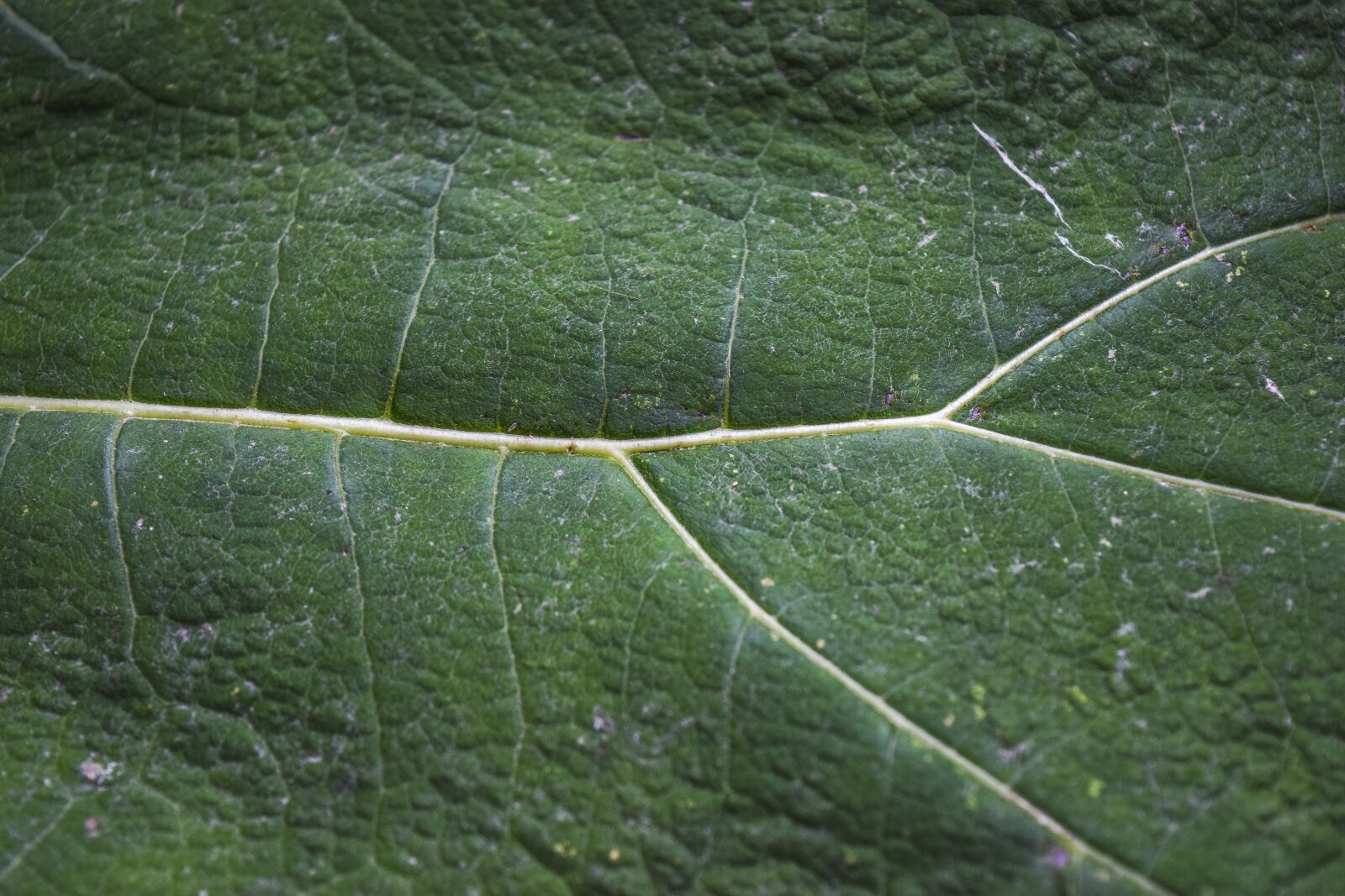 Nikon D3300 sample photo. Nature, leaf, green photography