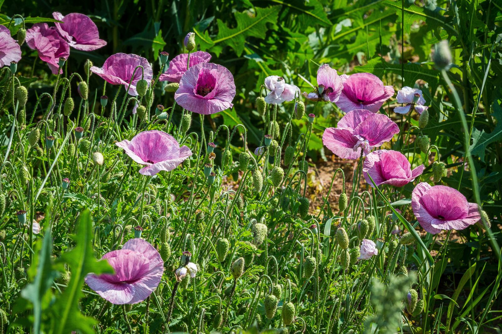 Canon EOS 5D Mark III sample photo. Poppy, klatschmohn, meadow photography