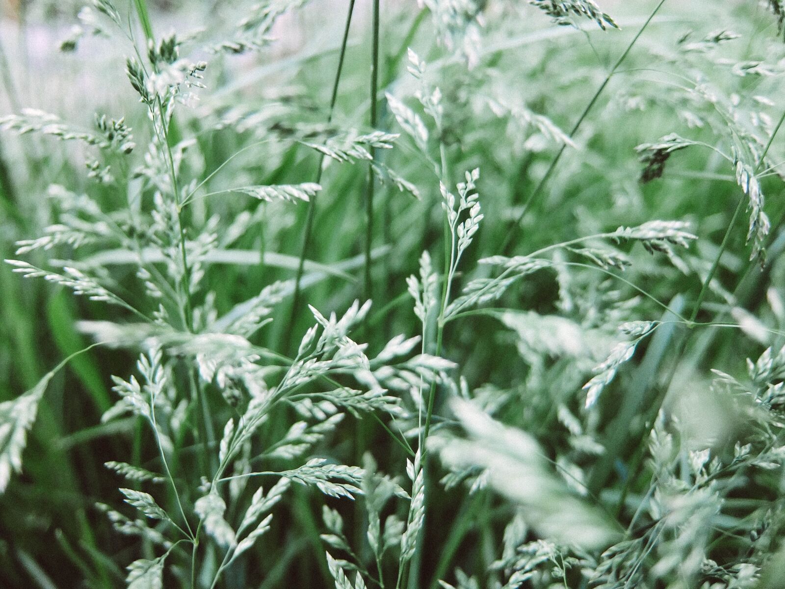 Fujifilm XF1 sample photo. Grass, green grass, closeup photography