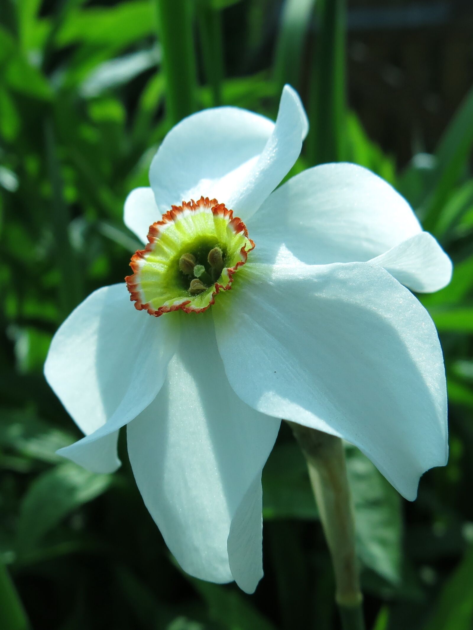 Canon PowerShot G15 sample photo. Narcissus, dense daffodil, white photography