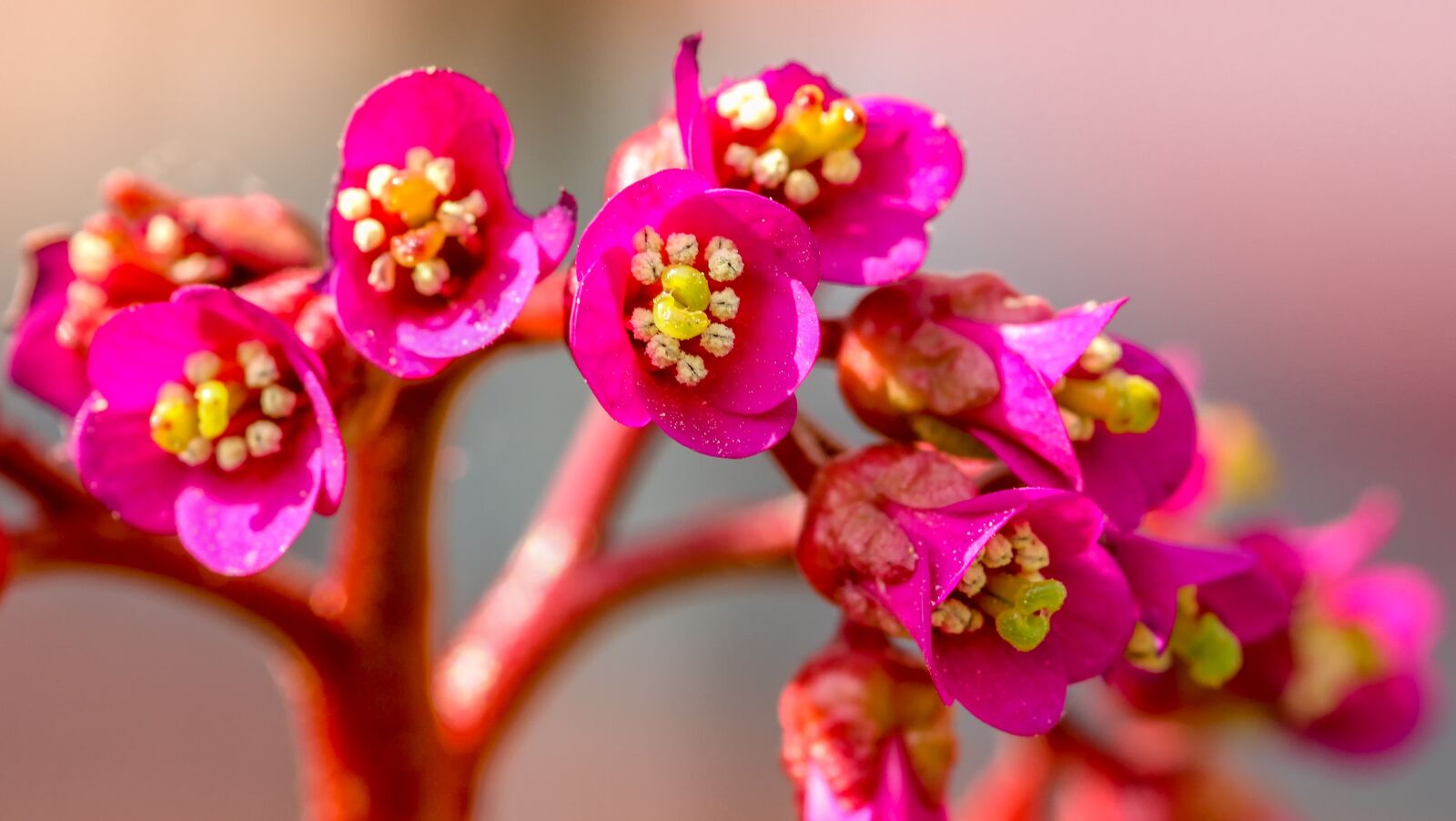 Canon EOS 60D sample photo. Flower, nature, bergenia photography
