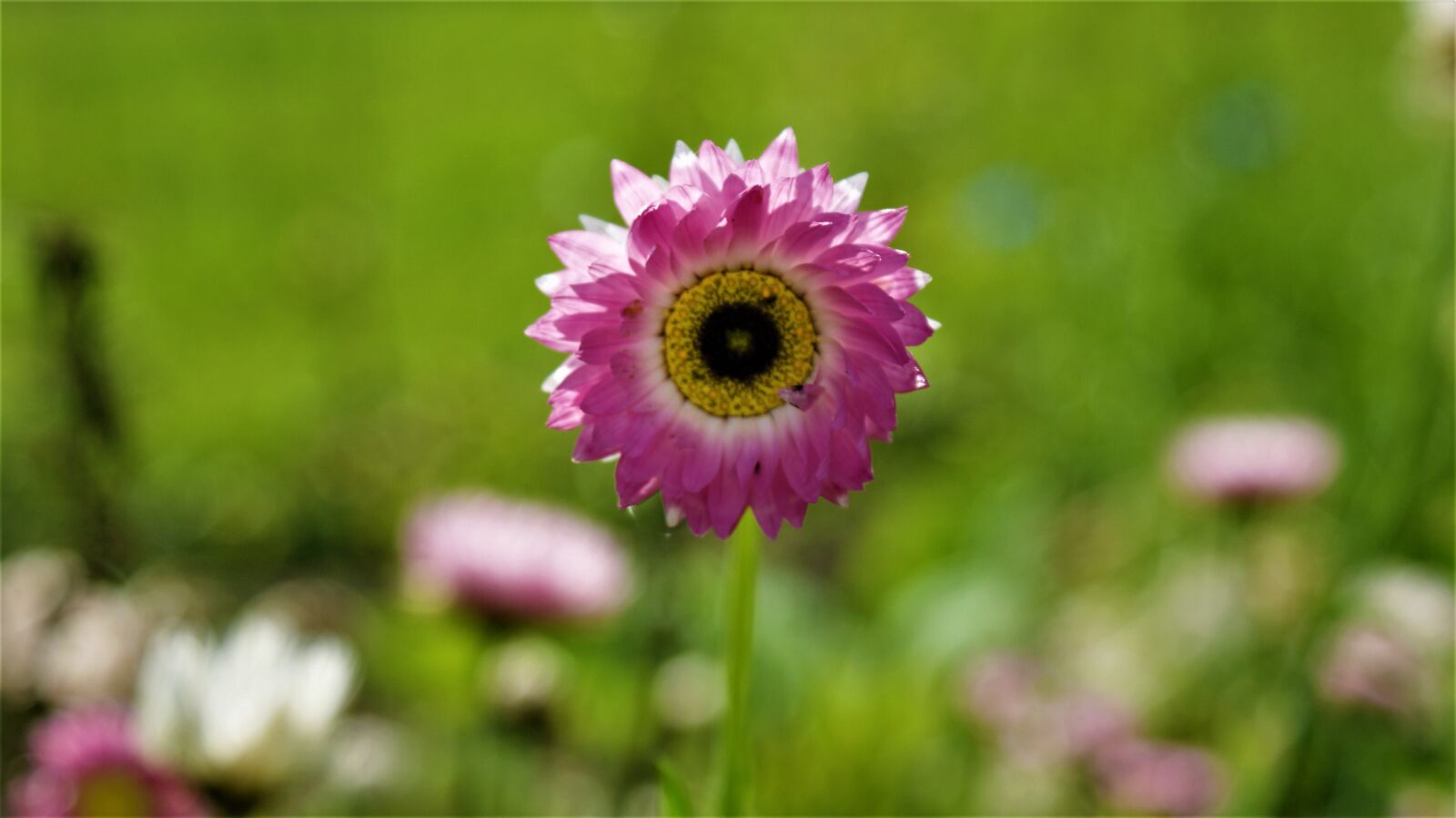 Sony Alpha DSLR-A350 sample photo. Flower, sunny, vegetable photography