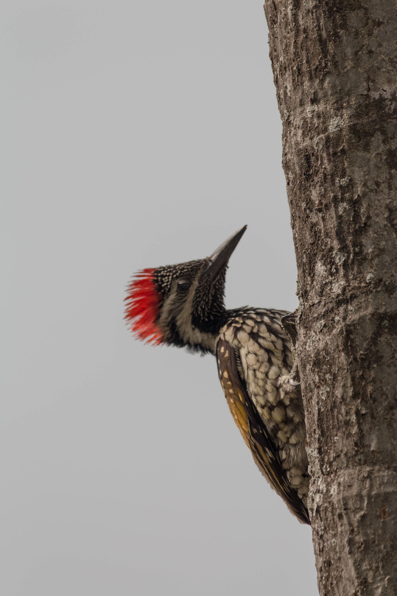 Canon EOS 700D (EOS Rebel T5i / EOS Kiss X7i) + Canon EF-S 55-250mm F4-5.6 IS II sample photo. Woodpecker photography