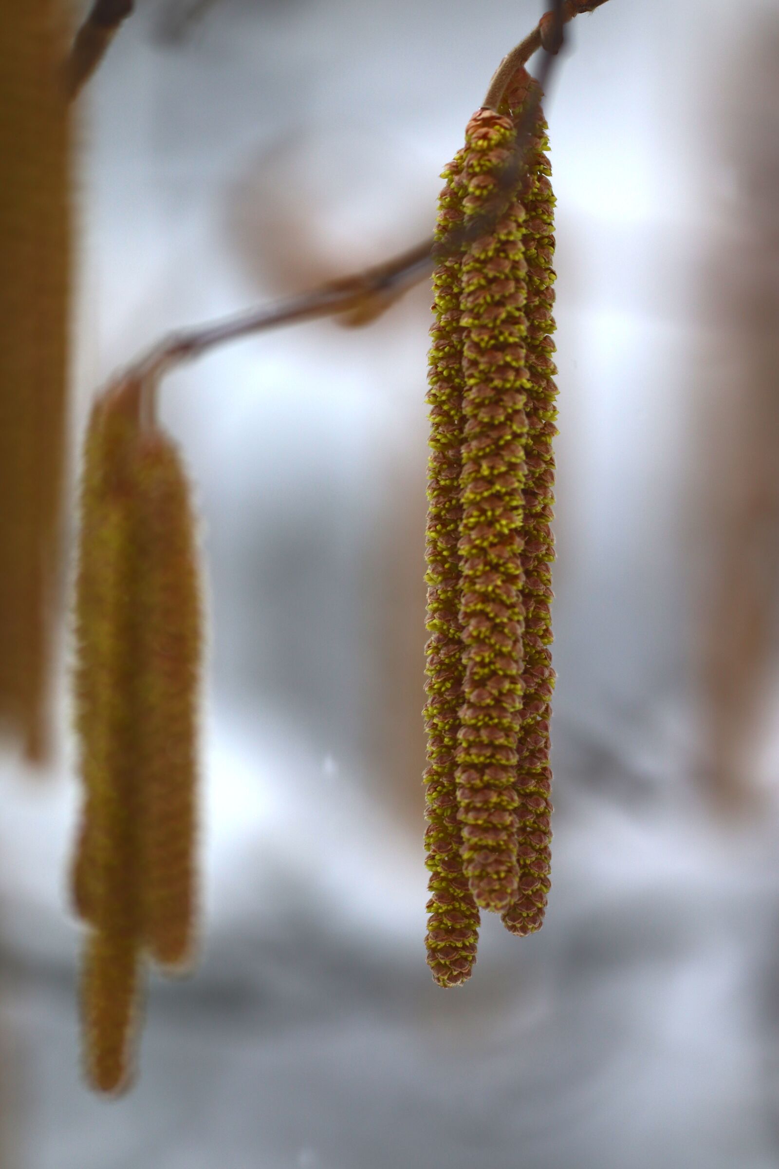 Canon EOS 200D (EOS Rebel SL2 / EOS Kiss X9) sample photo. Branch, winter, nature photography