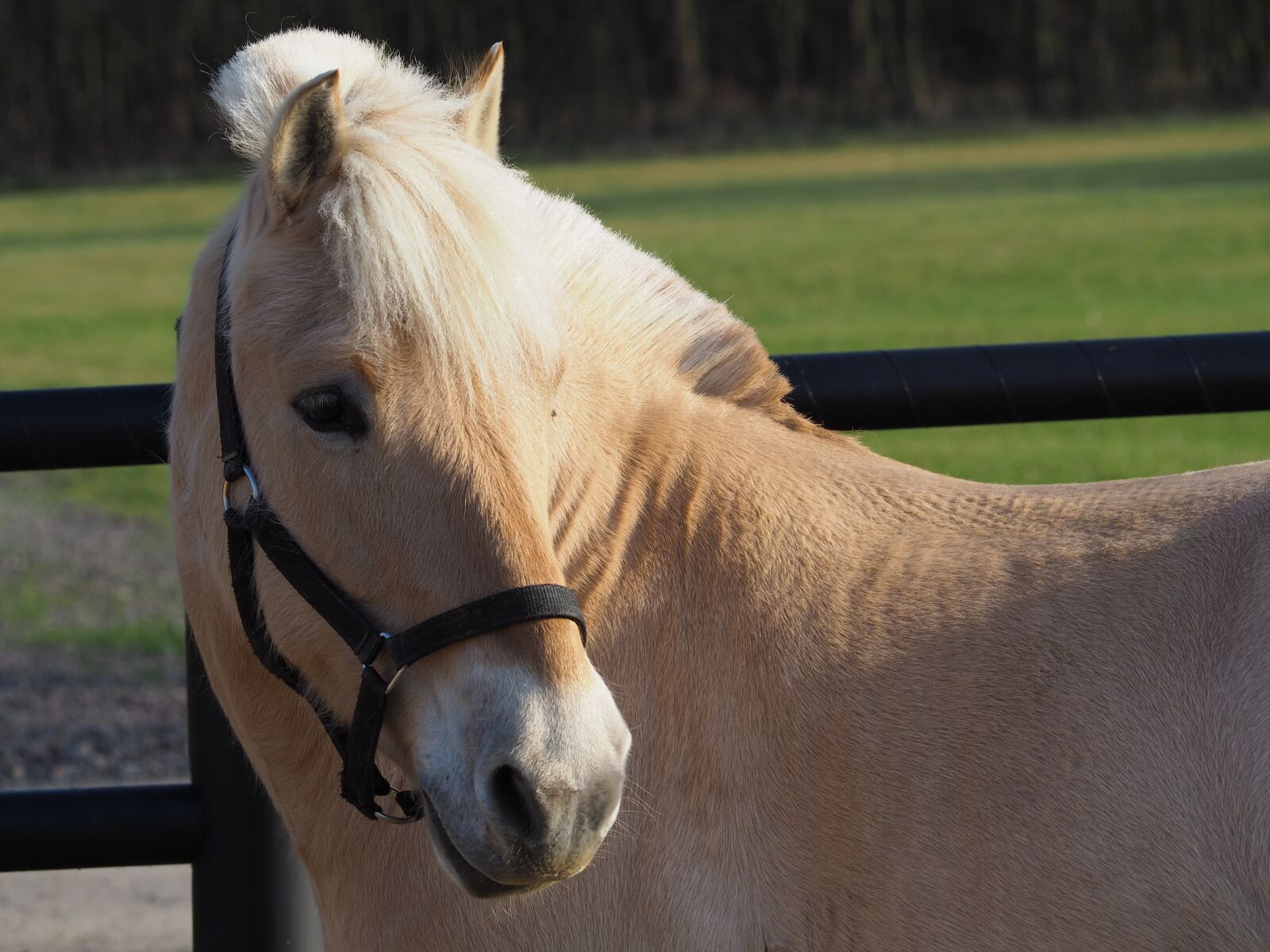 Olympus OM-D E-M10 II sample photo. The horse, konik, offspring photography
