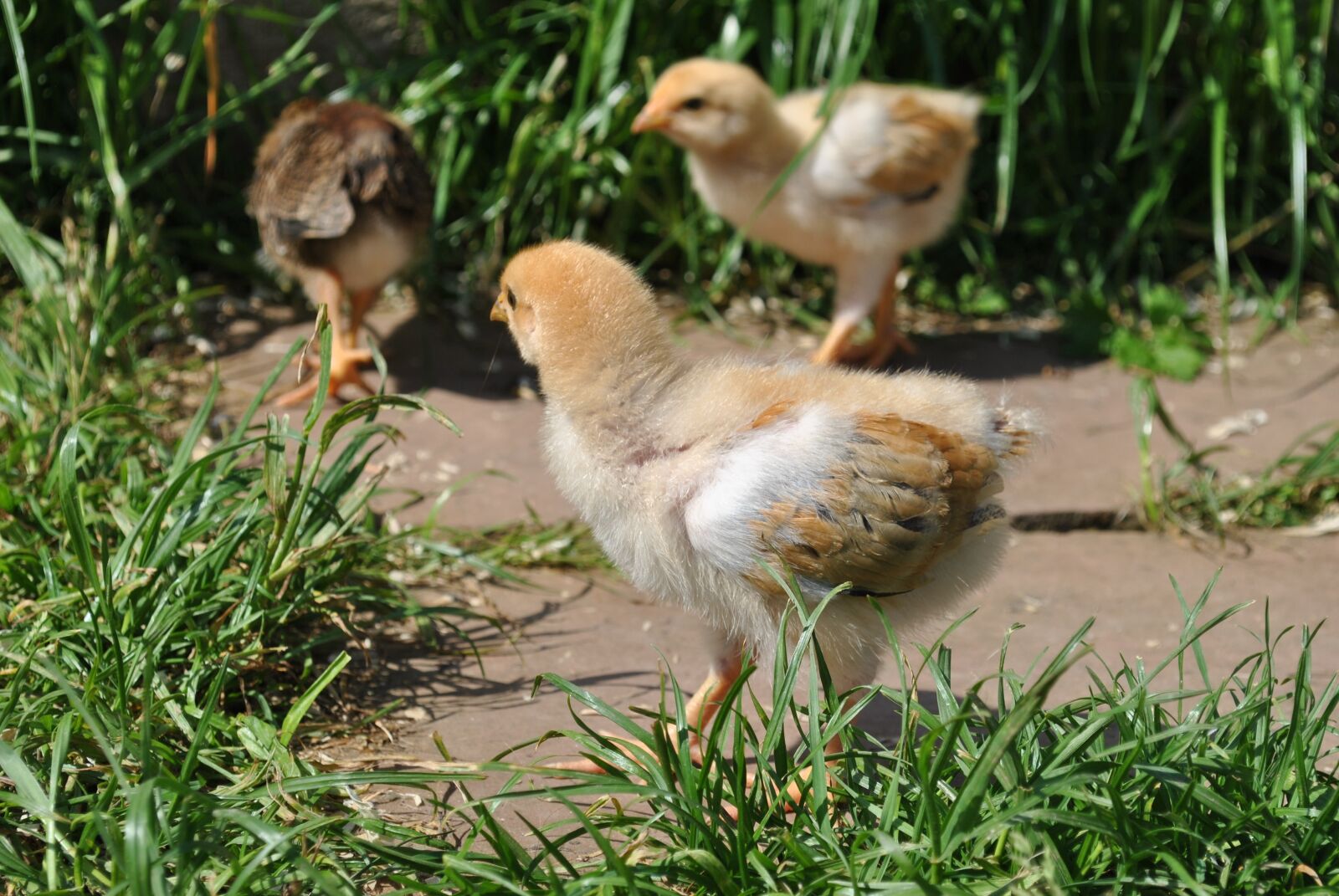 Nikon D3000 sample photo. Chicks, chickens, grass photography