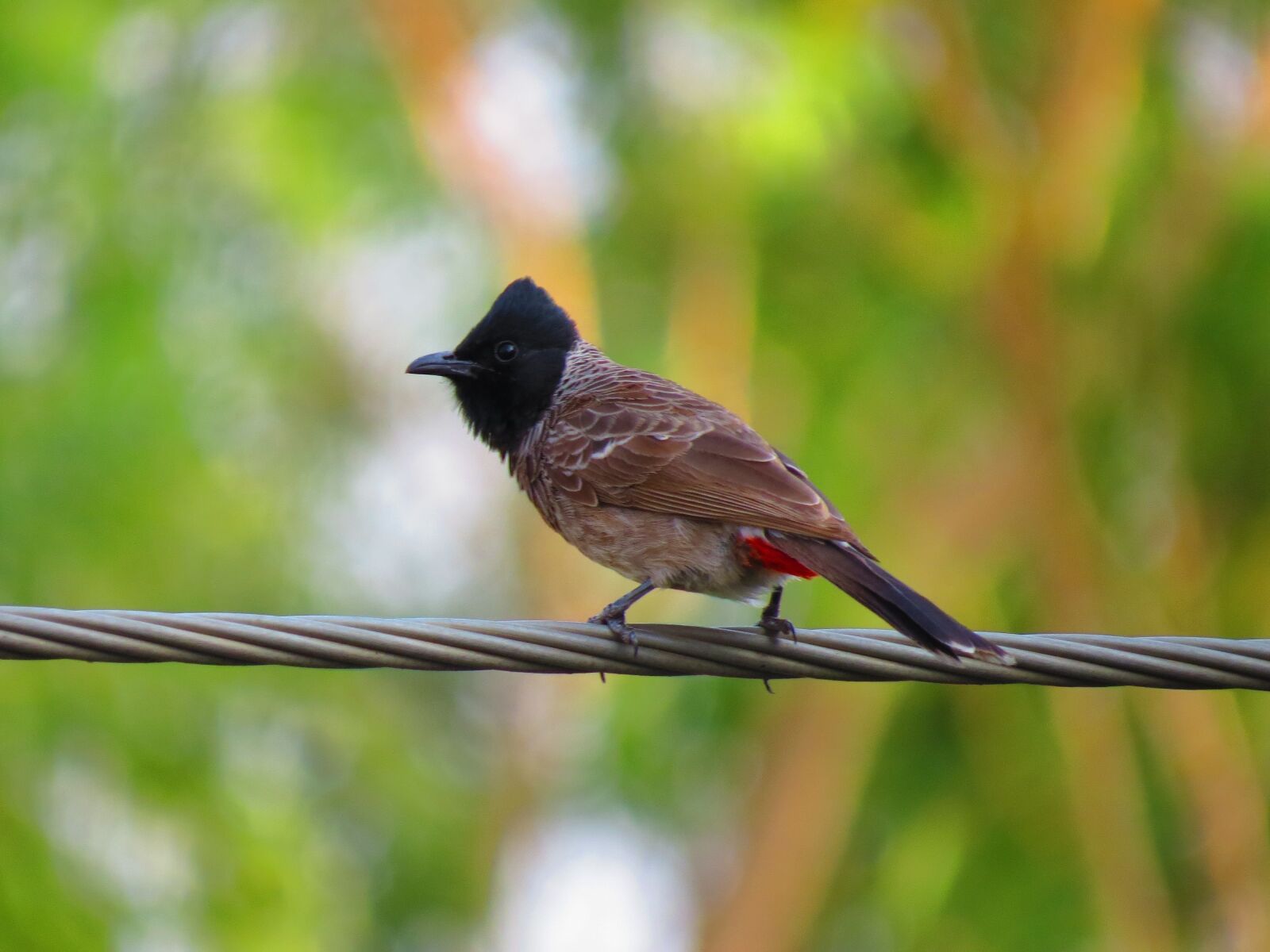 Canon PowerShot SX50 HS sample photo. Bird, nature, photography photography