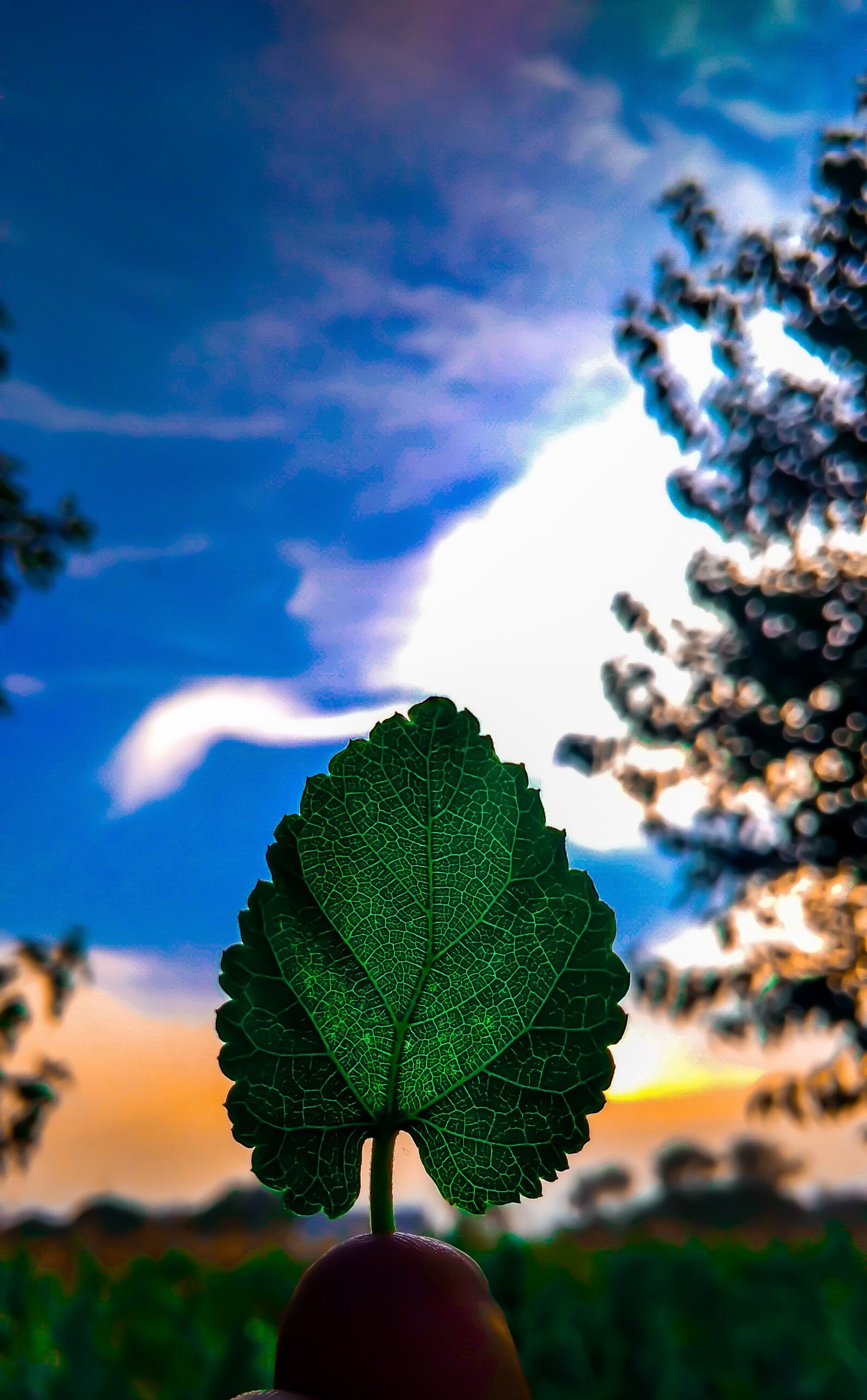 Xiaomi Redmi 4A sample photo. Nature, tree, leaf photography
