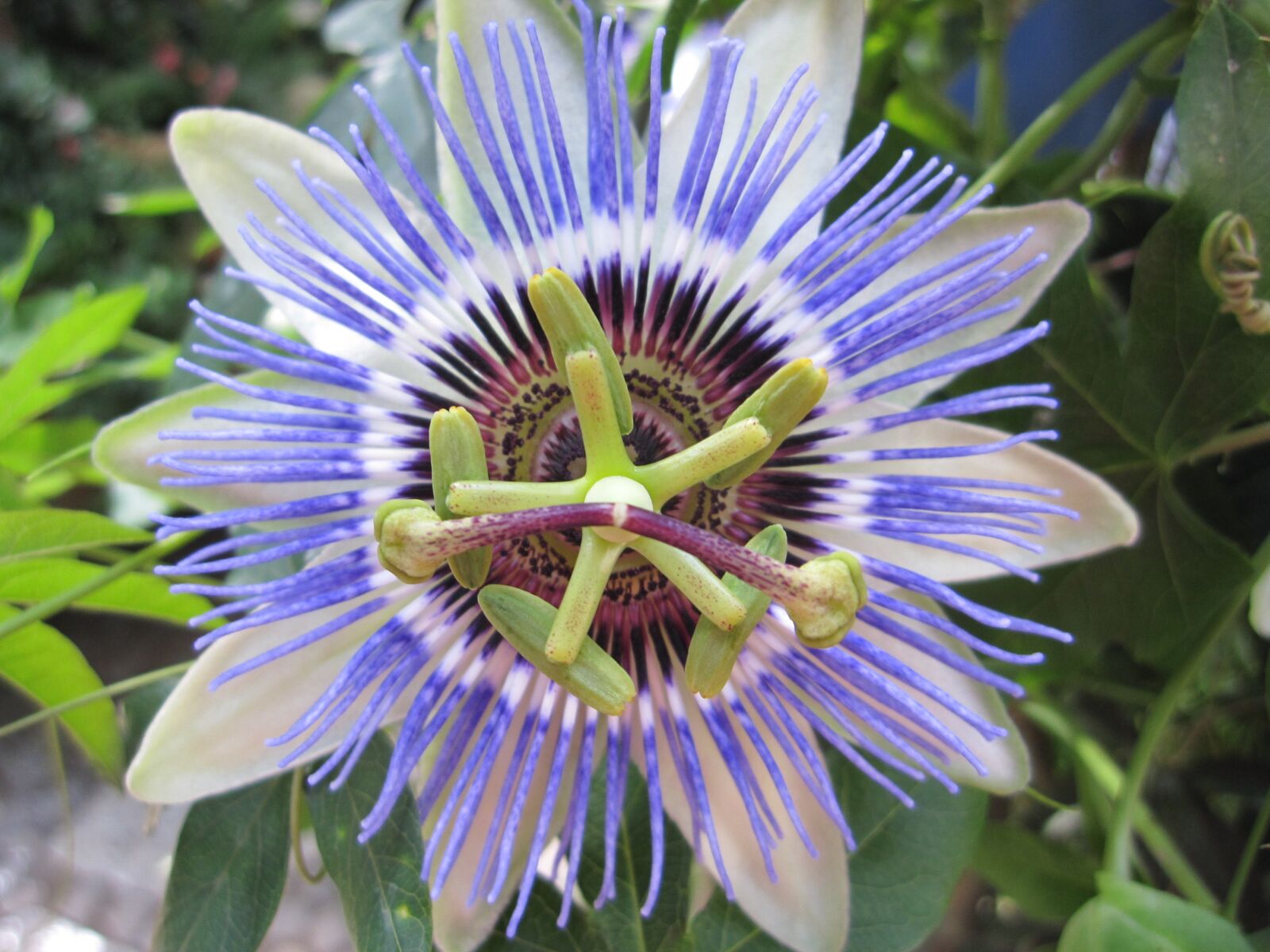 Canon PowerShot SD960 IS (Digital IXUS 110 IS / IXY Digital 510 IS) sample photo. Passion flower, blossom, bloom photography