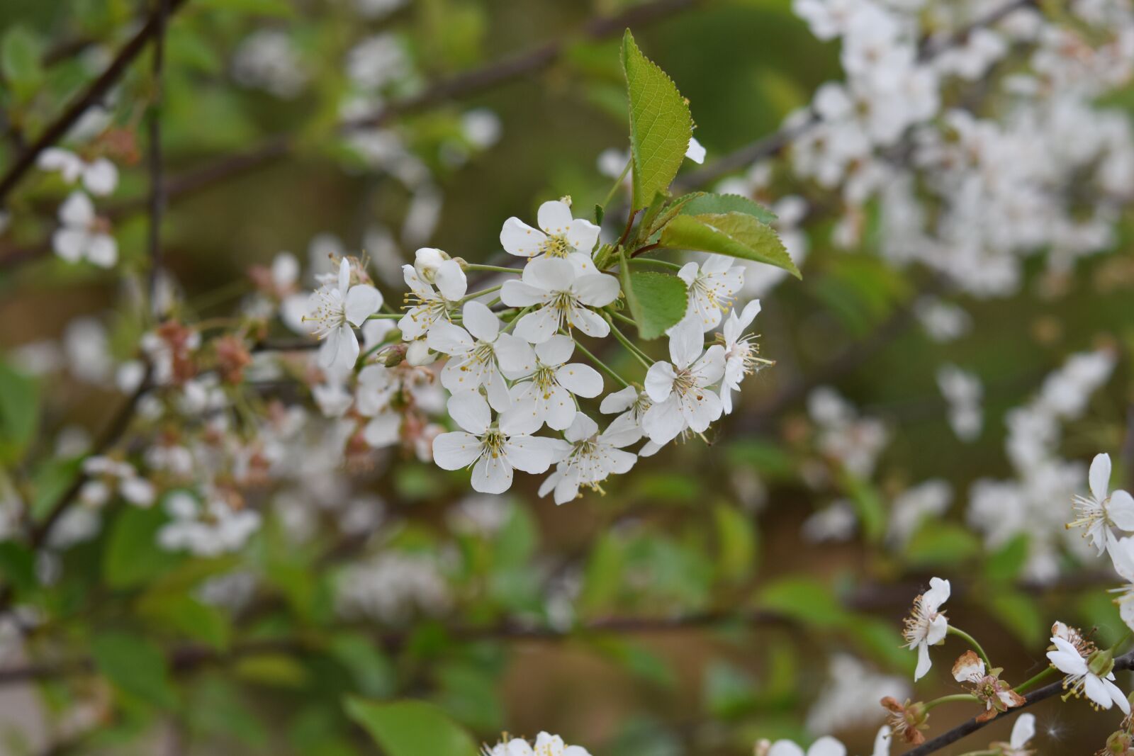 Nikon D5600 sample photo. Flower, white flowers, shrub photography