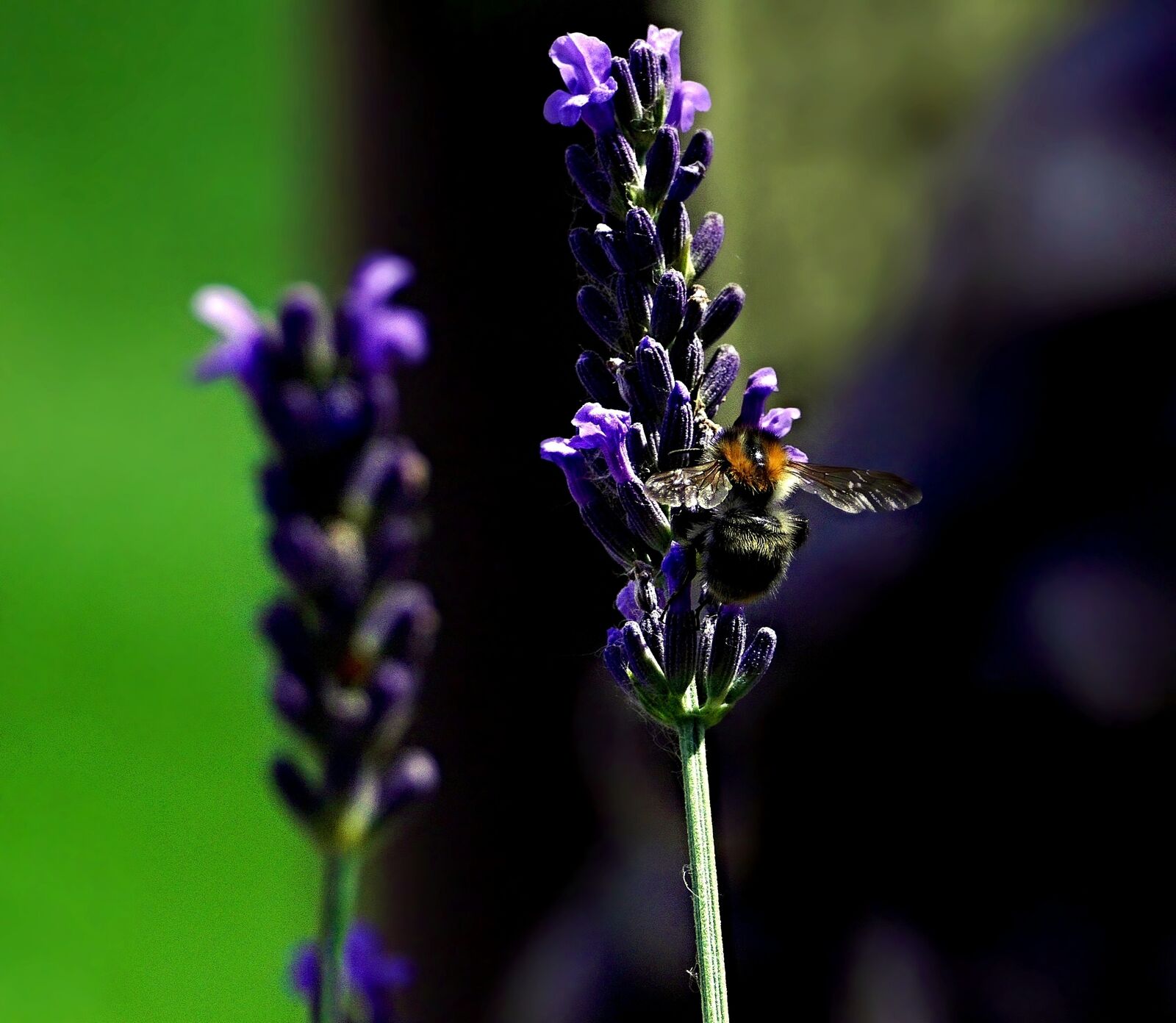 Panasonic Lumix DMC-FZ1000 sample photo. Bee, lavender, garden photography