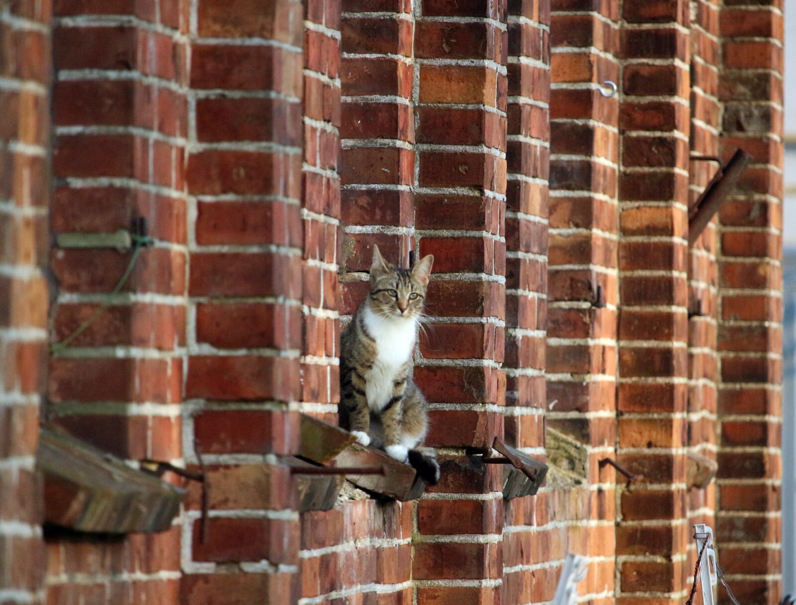 Canon EOS 100D (EOS Rebel SL1 / EOS Kiss X7) sample photo. Cat, mieze, kitten photography