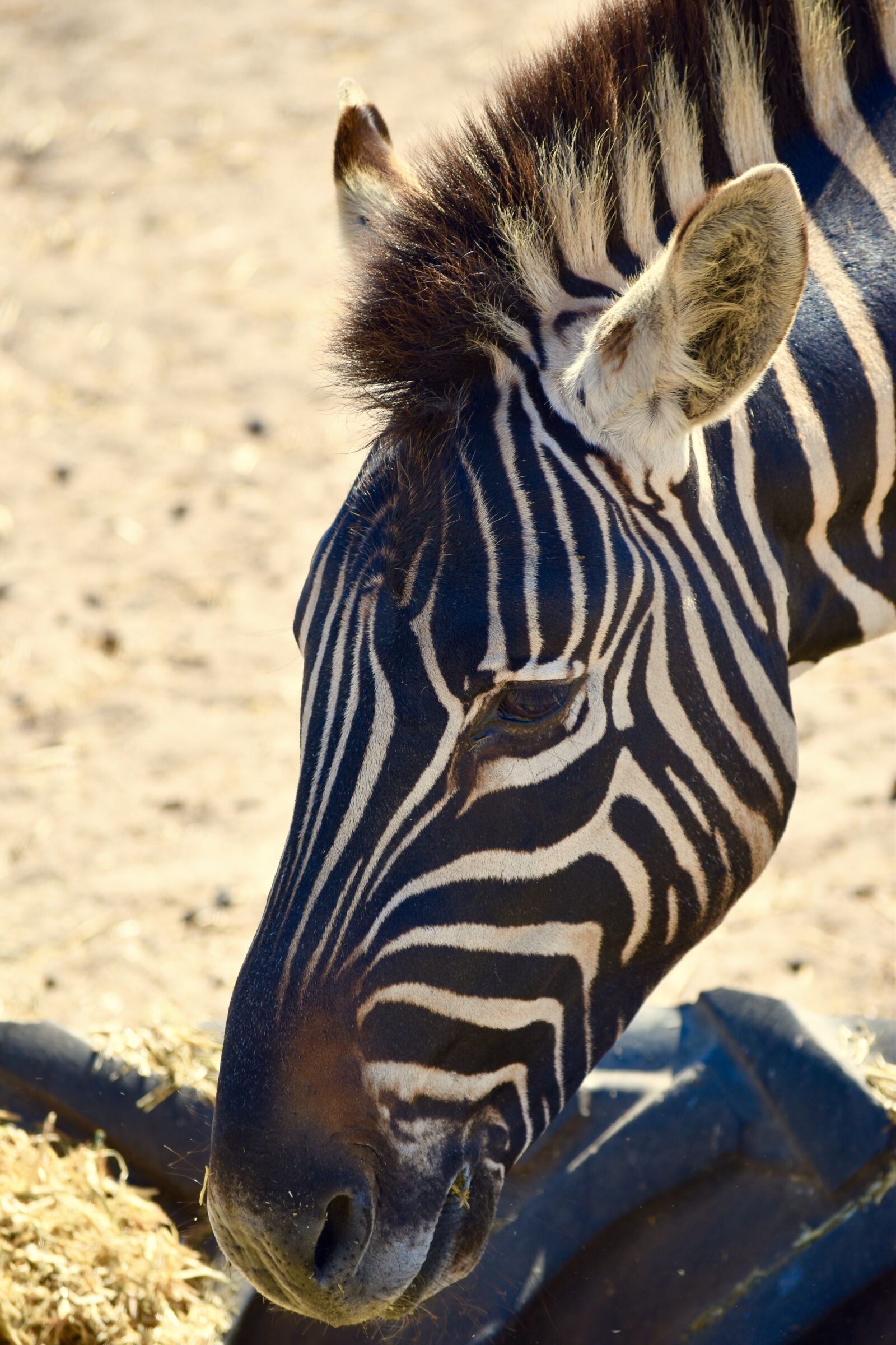 Nikon D5500 sample photo. Zebra, south africa, nature photography