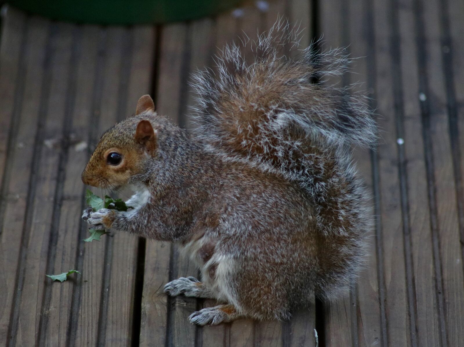 Canon EOS 750D (EOS Rebel T6i / EOS Kiss X8i) sample photo. Squirrel, nature, animal photography
