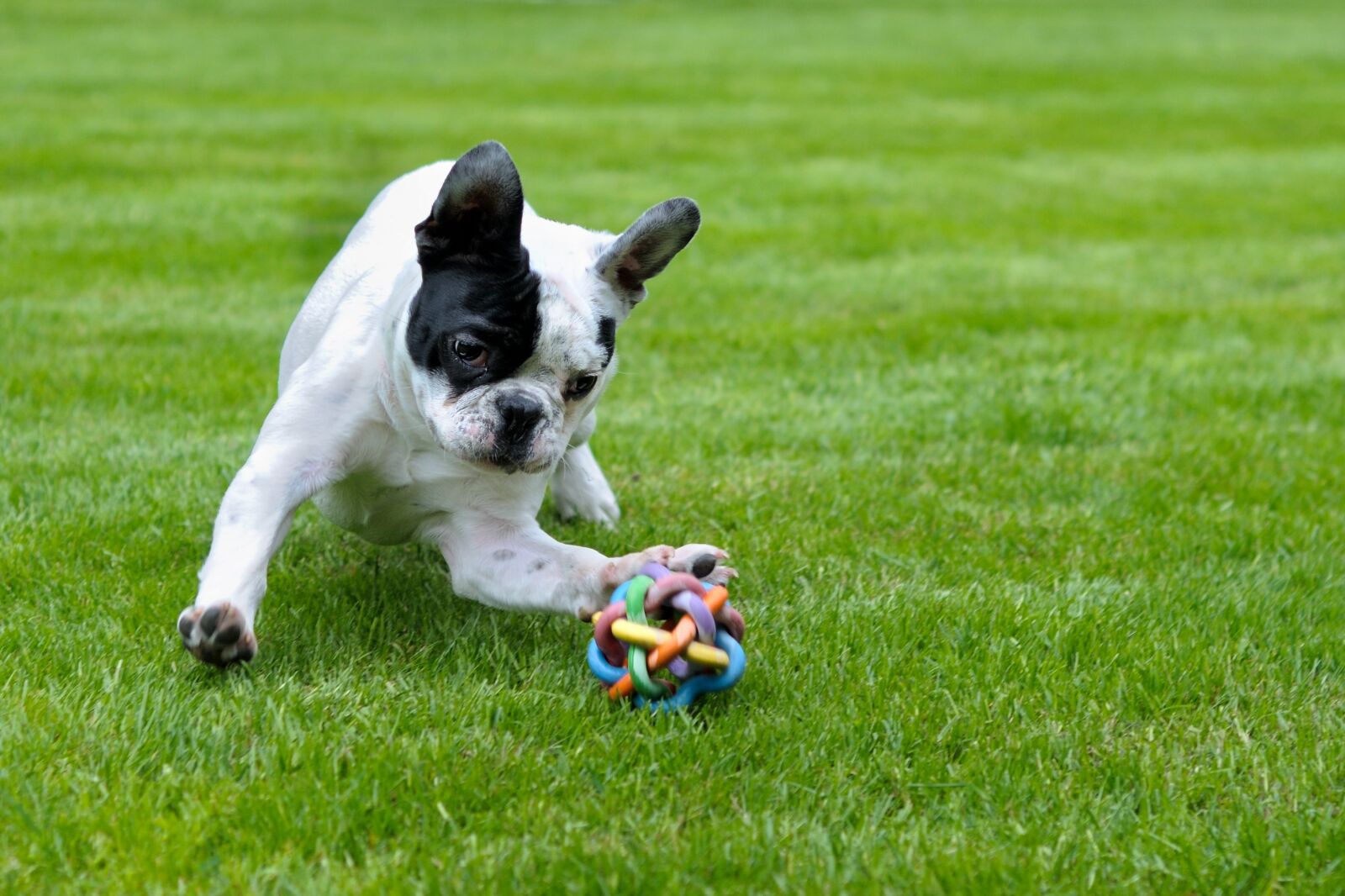 Nikon D300 sample photo. Dog, french bulldog, play photography