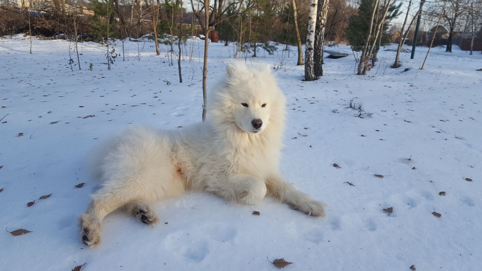 Samsung GALAXY S6 edge sample photo. Samoyed, winter, dog photography
